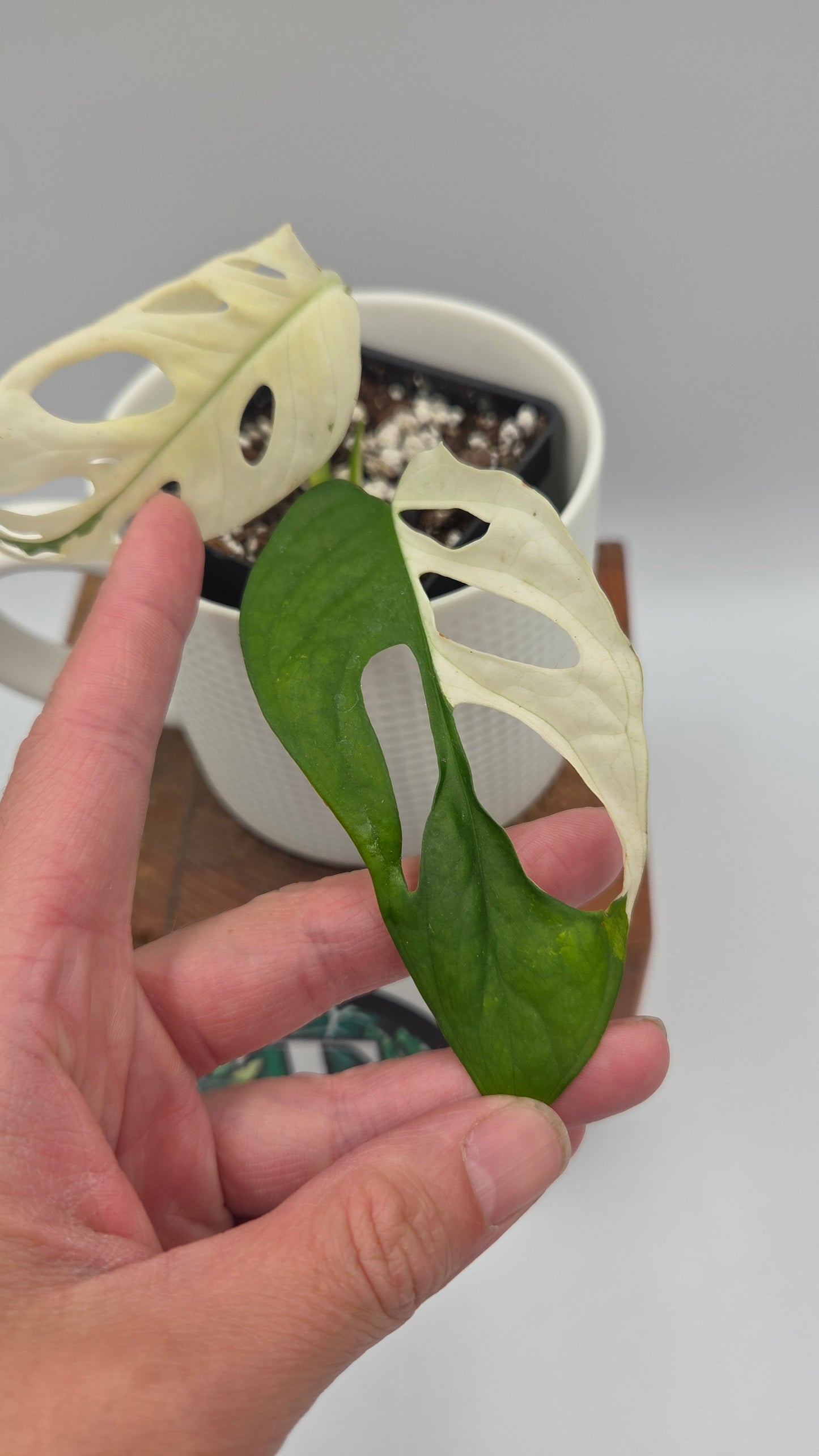 Monstera Andasonii Tricolore (MON-535)