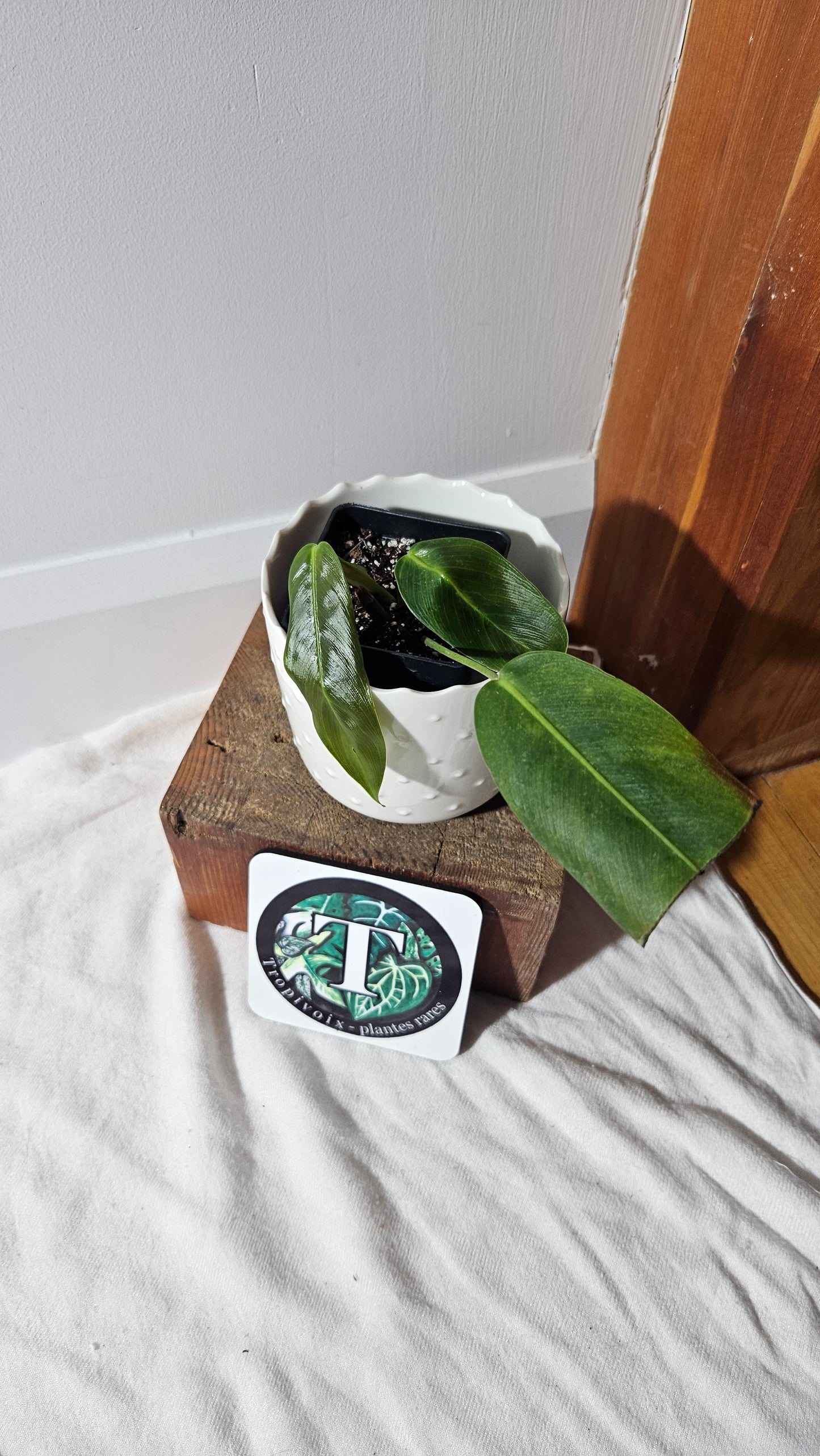 Philodendron Patriciae Black (PHI-763)