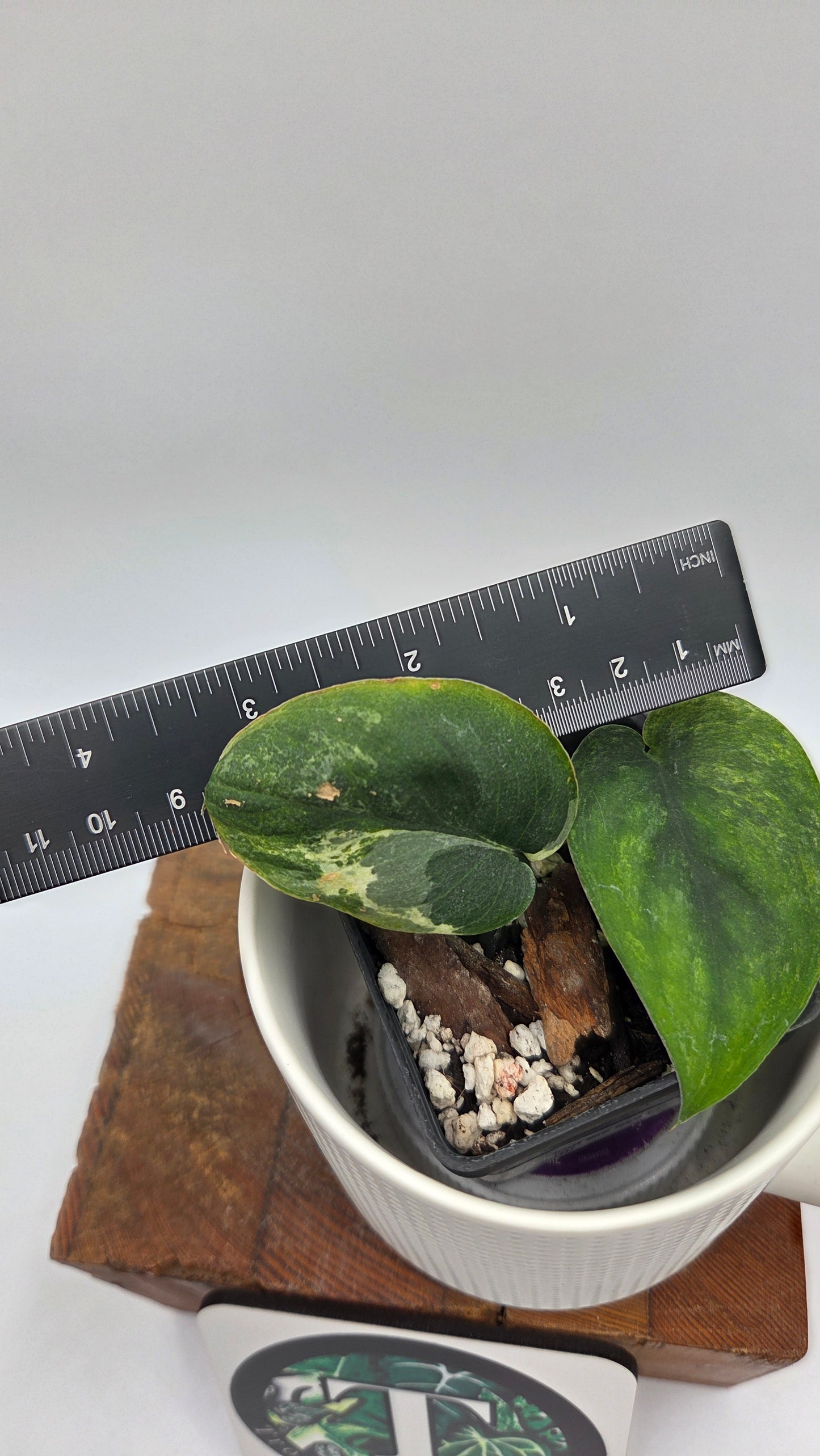 Scindapsus Silver Splash Tricolore (SCI-1437)