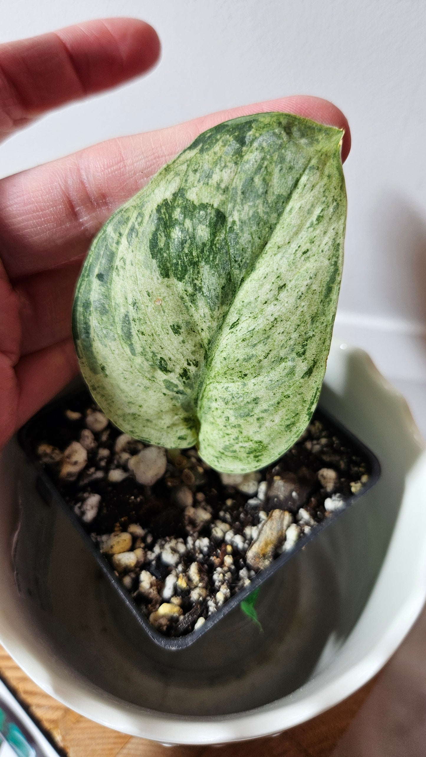 Scindapsus Silver Splash Variegata (SCI-645)