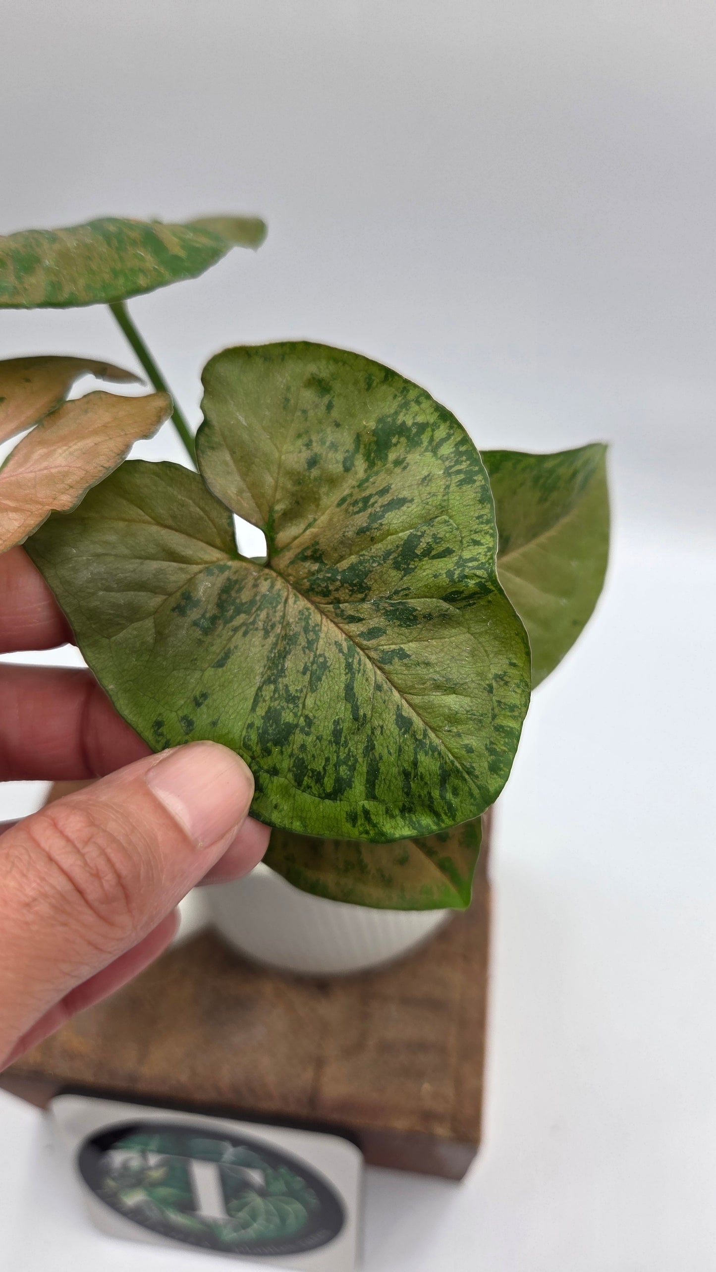 Syngonium Pink Flecked (SYN-520)