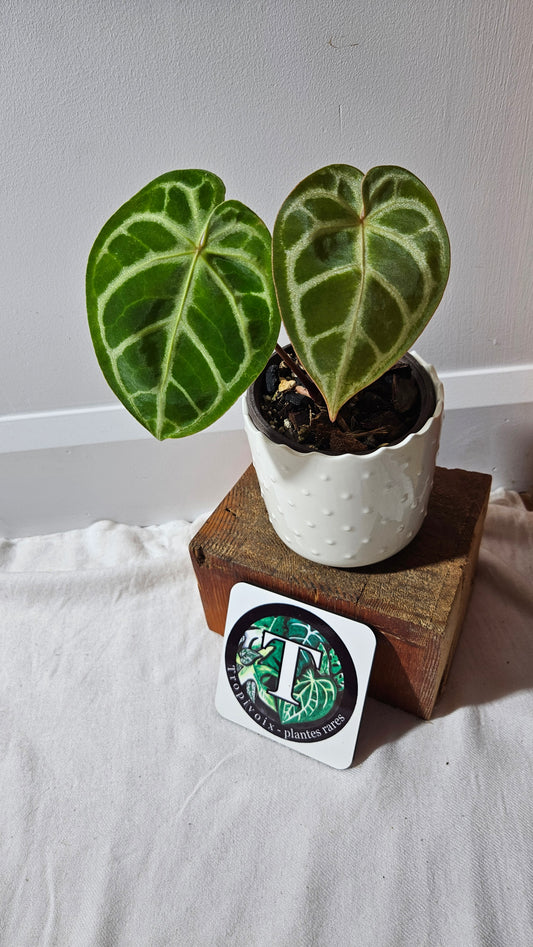 Anthurium Domino Hybrid "format PETIT" (ANT-522)