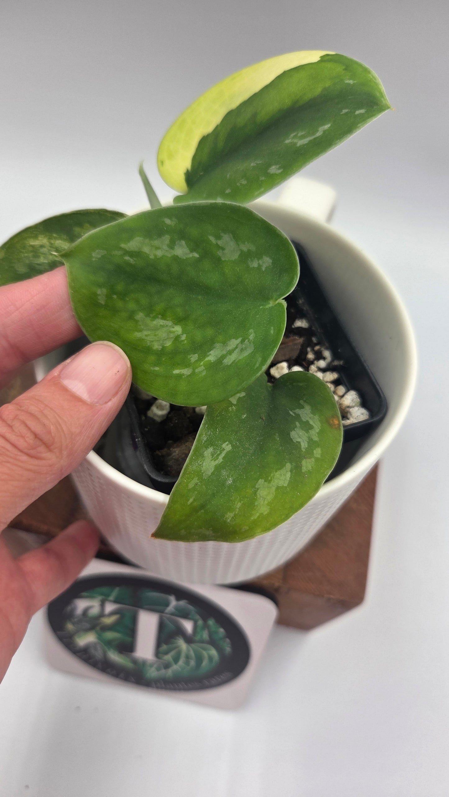 Scindapsus Swarnabhumi  (SCI-1082)