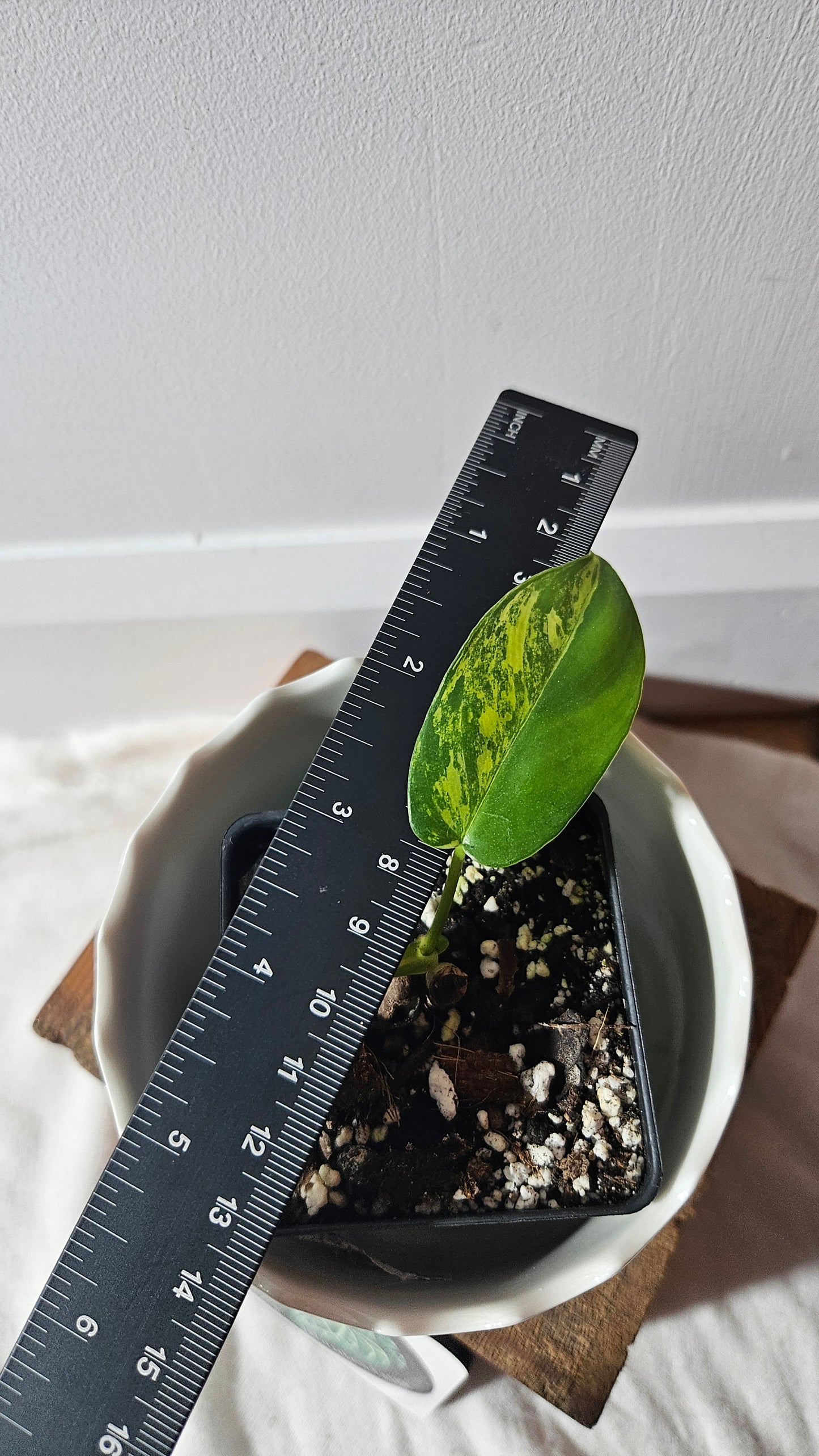 Philodendron Florida Beauty (PHI-762)