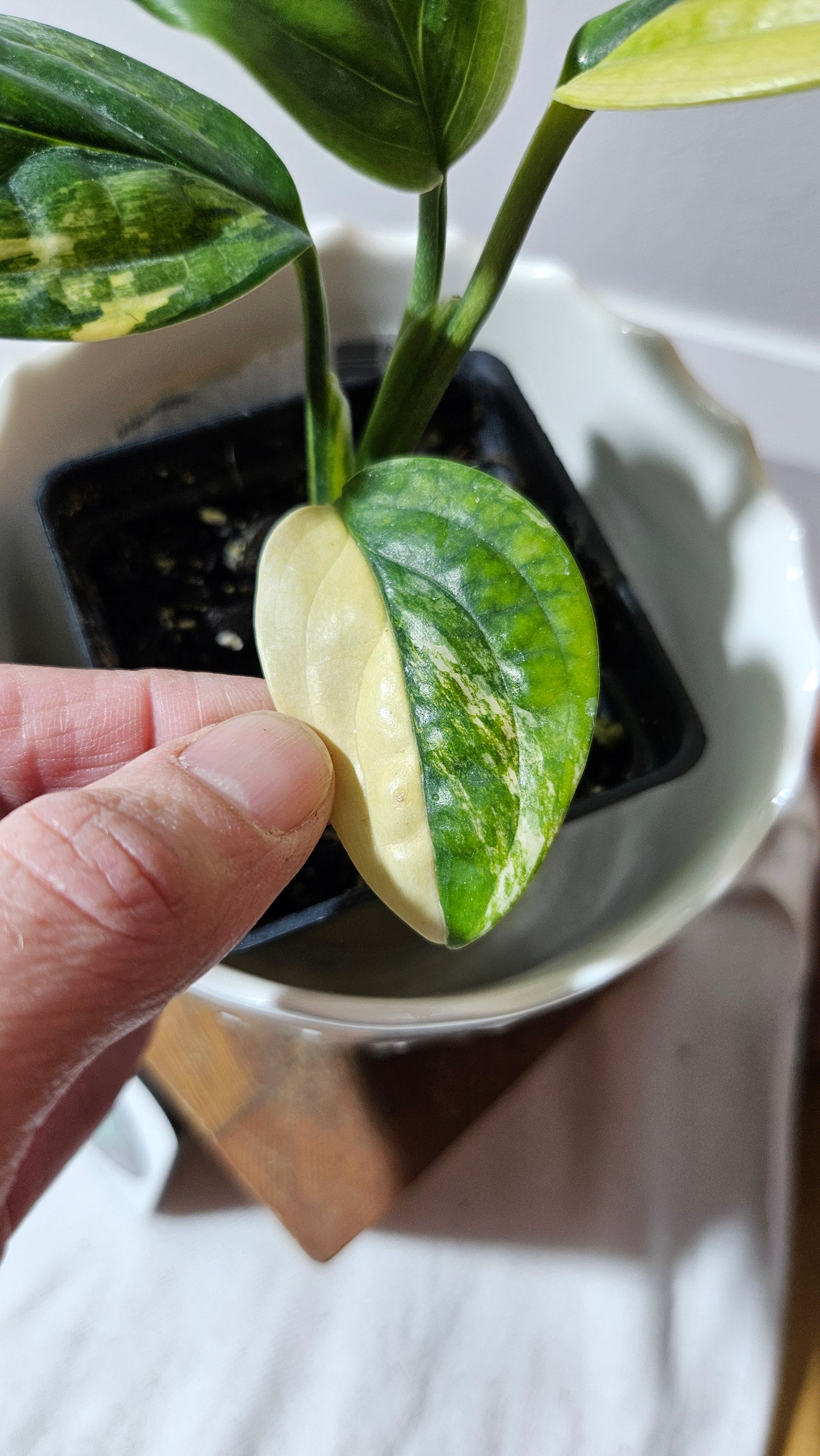 Monstera Karstenianum/Peru Variegata (MON-366)