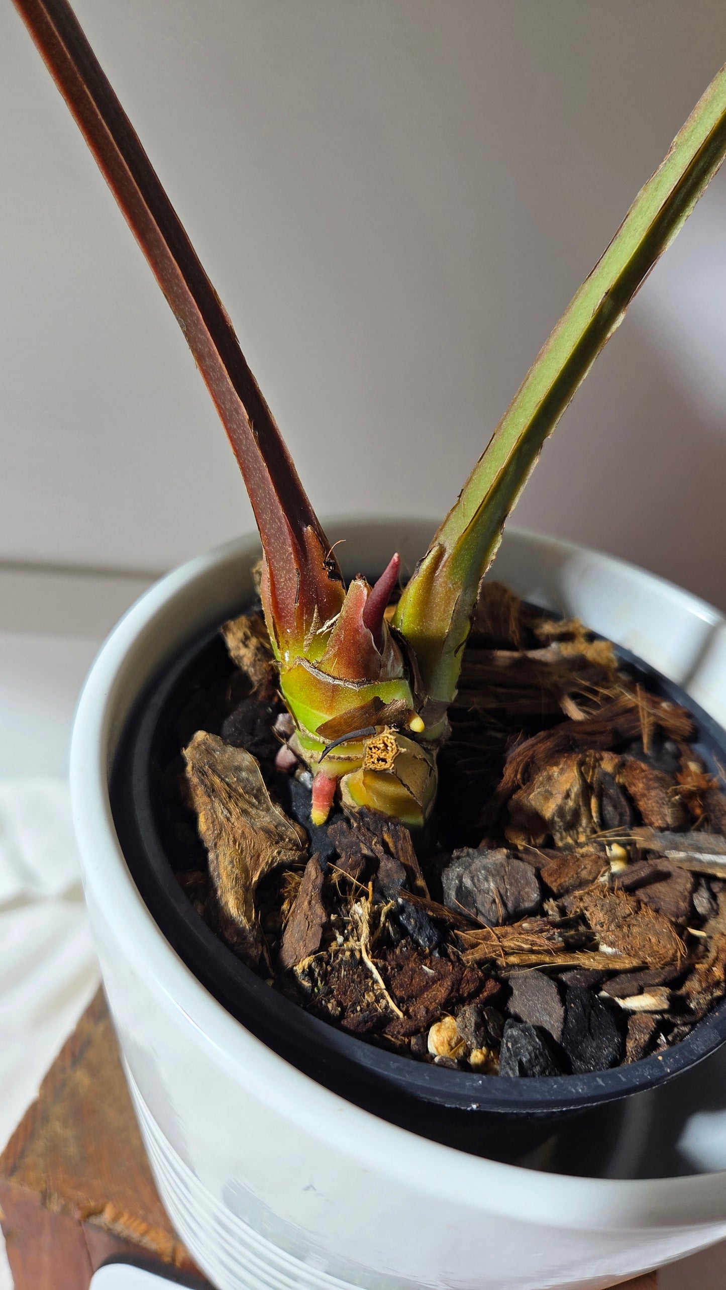 Anthurium Luxurians Dark  "format XLARGE" (ANT-644)