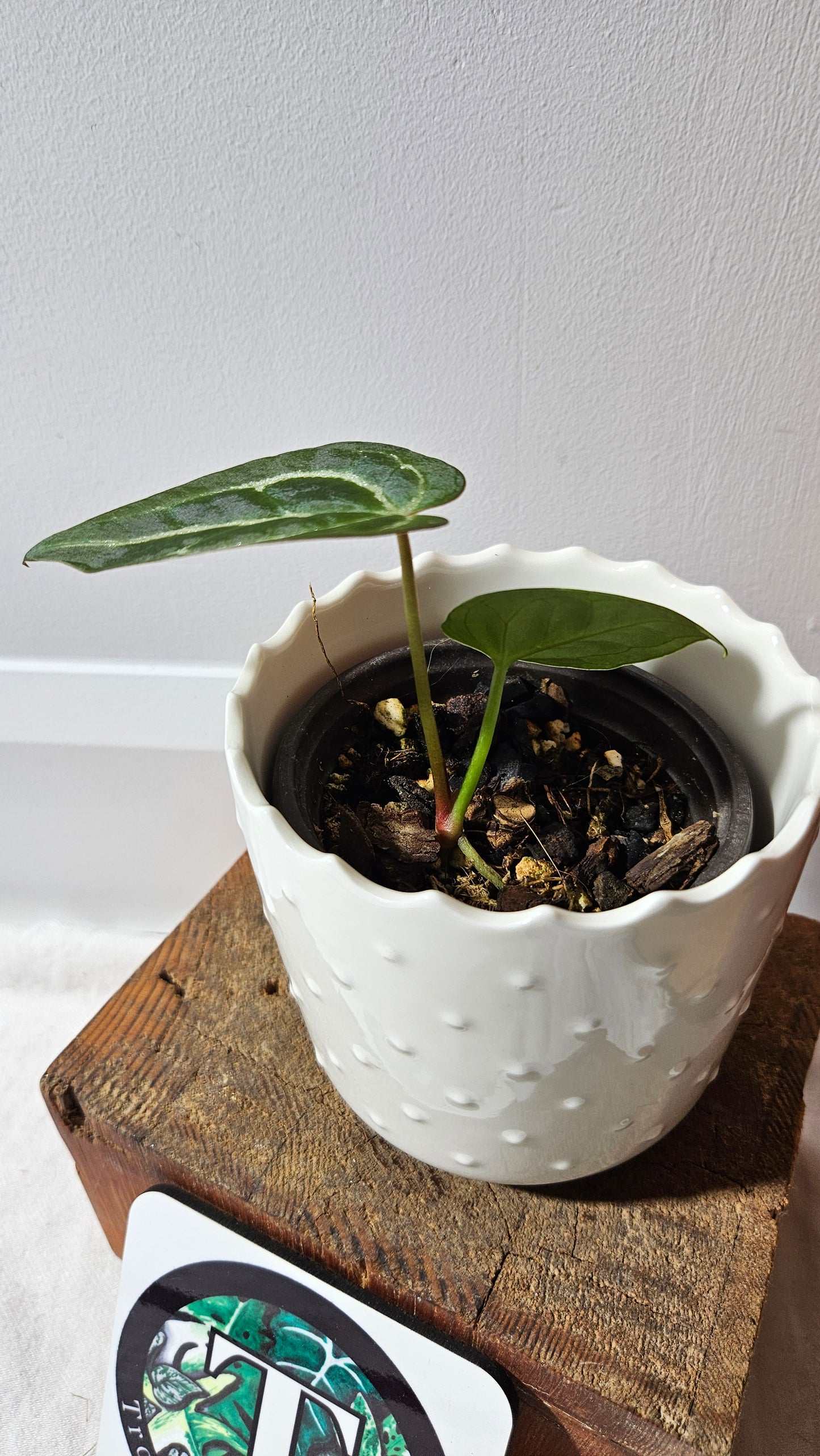 Anthurium Besseae Hybrid "Format PETIT" (ANT-565)
