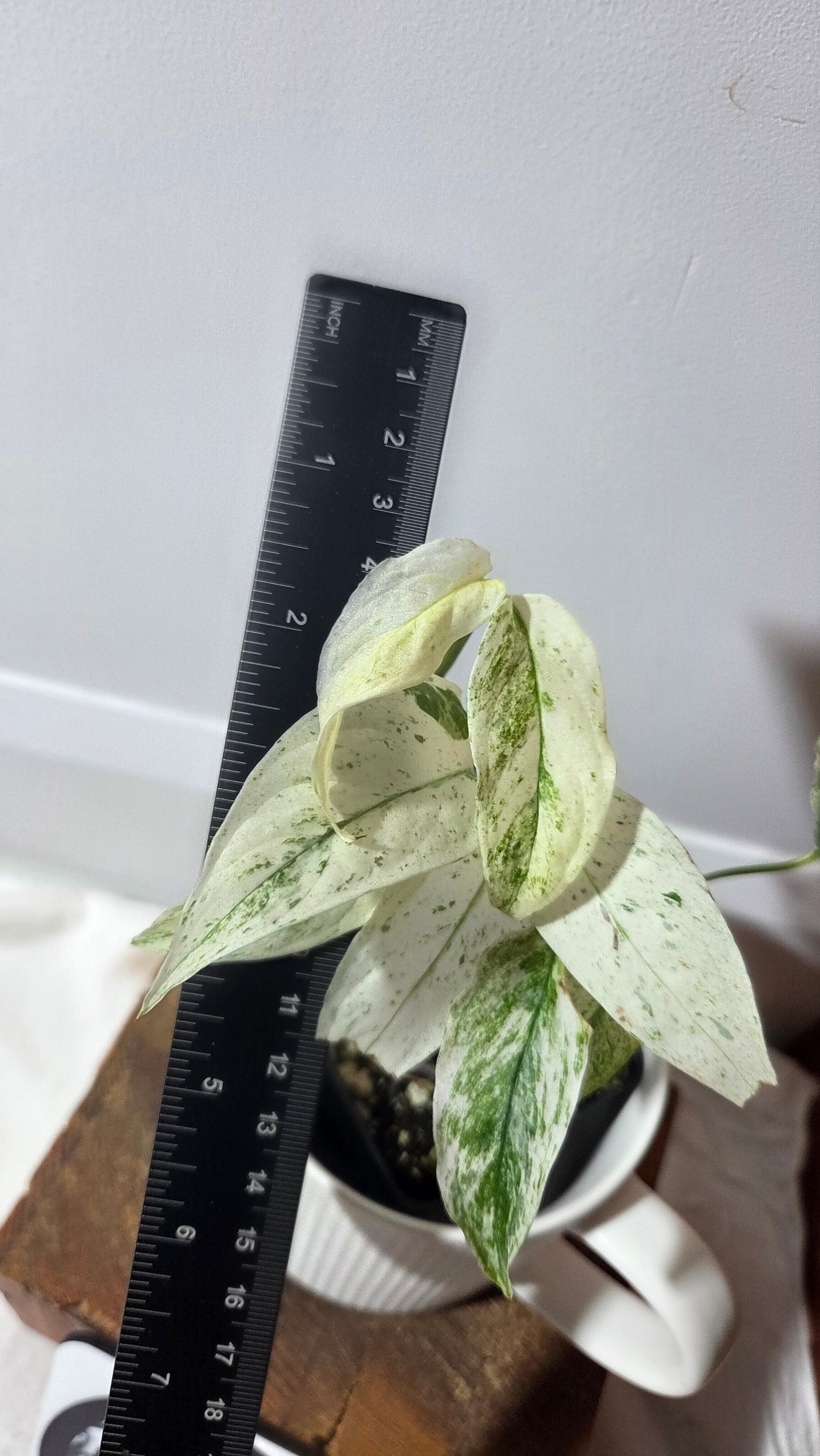 Monstera Laniata Mint (MON-340)