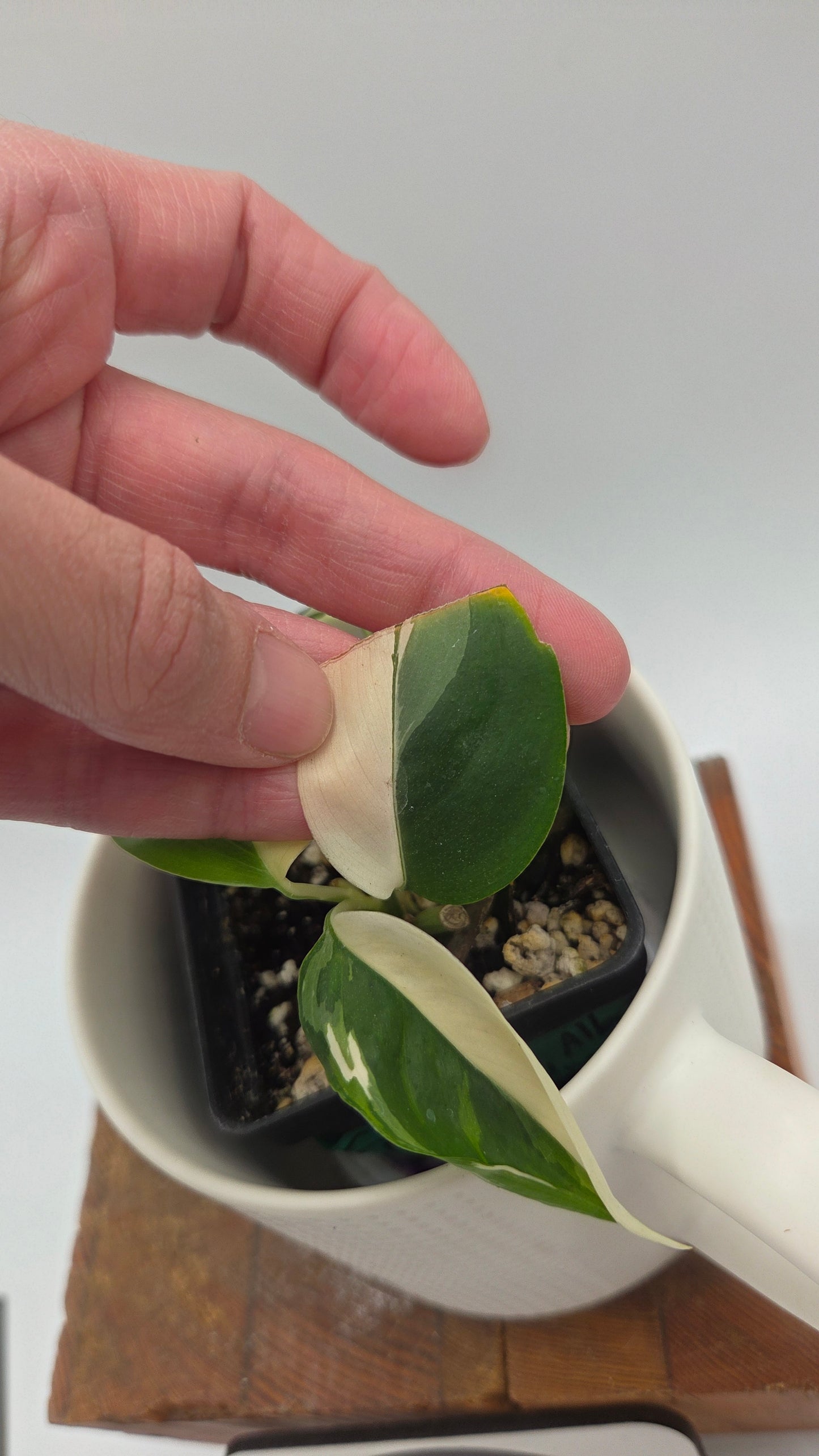 Scindapsus Blue Albo (SCI-1456)