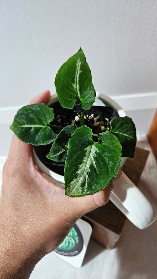 Syngonium Wendlandii "Southern Star"(SYN-461)