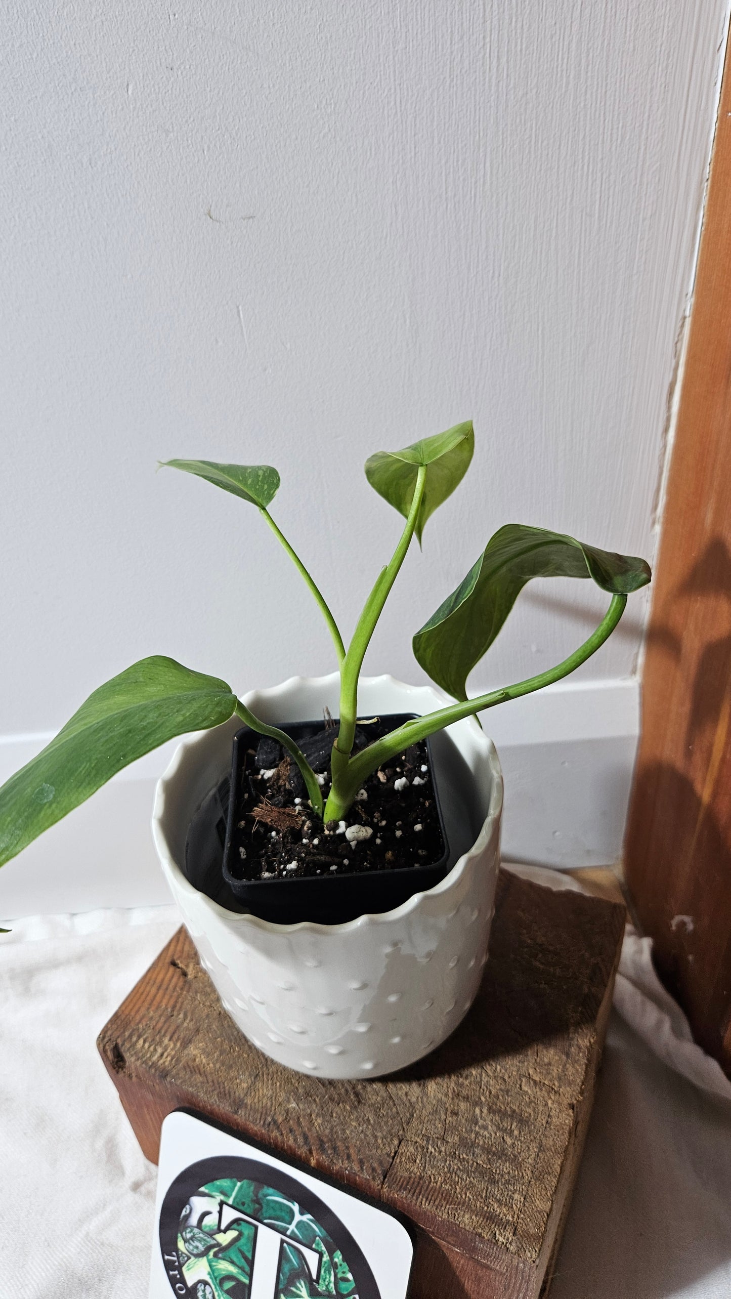 Philodendron Jose Buono (PHI-918)