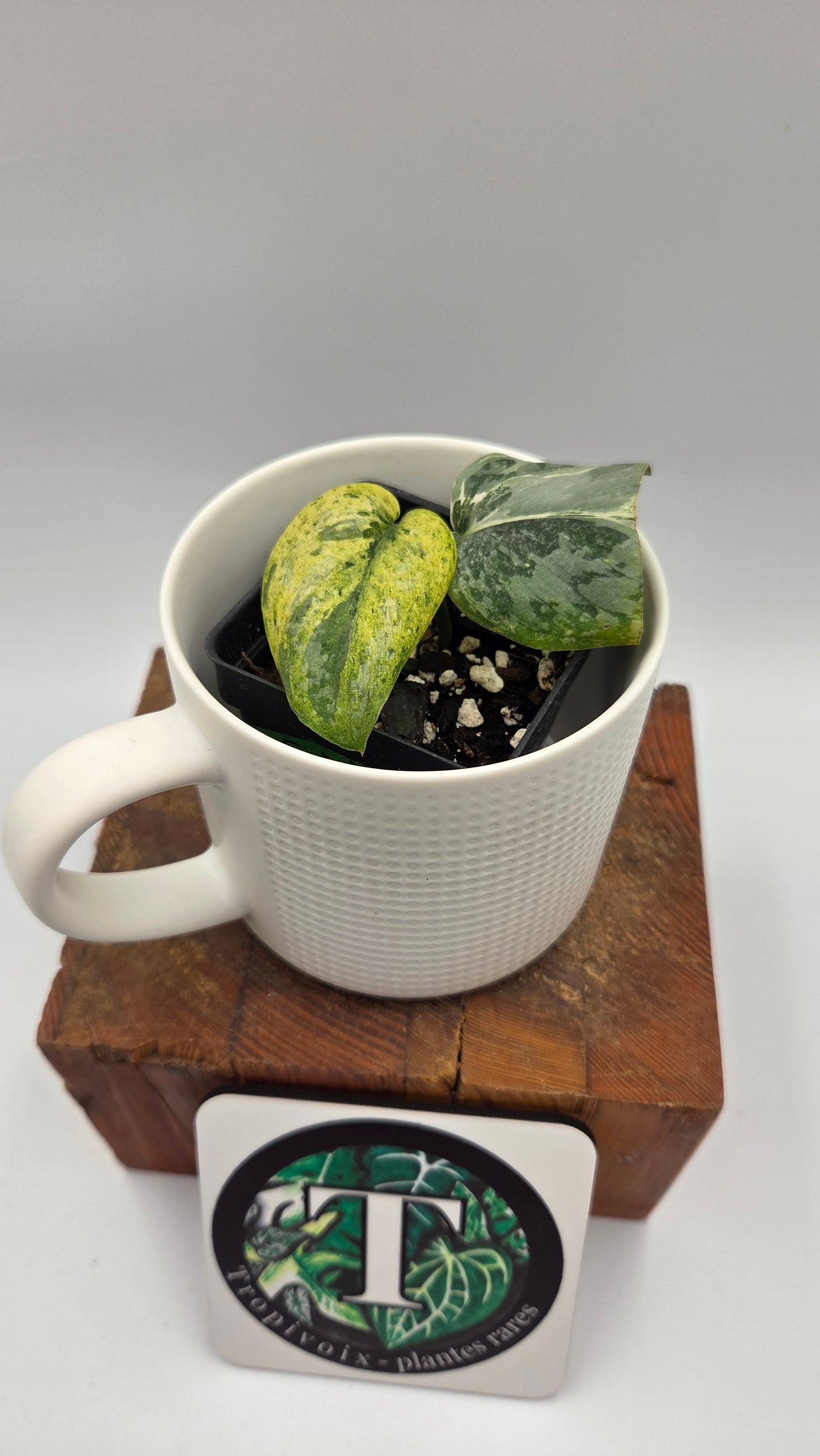 Scindapsus Exotica Salaka Variegata (SCI-1249)