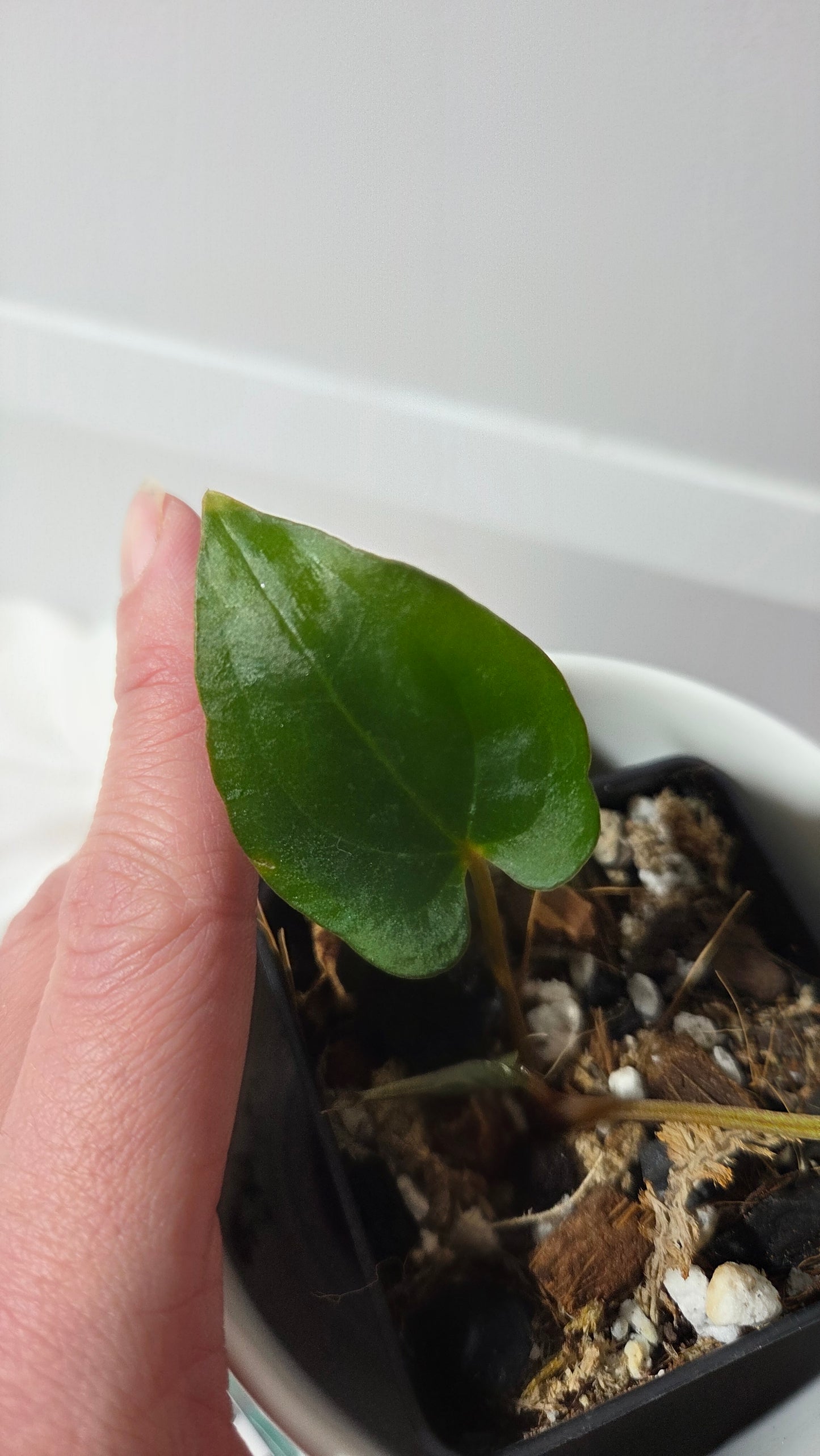 Anthurium Dressleri dark "format PETIT" (ANT-646)