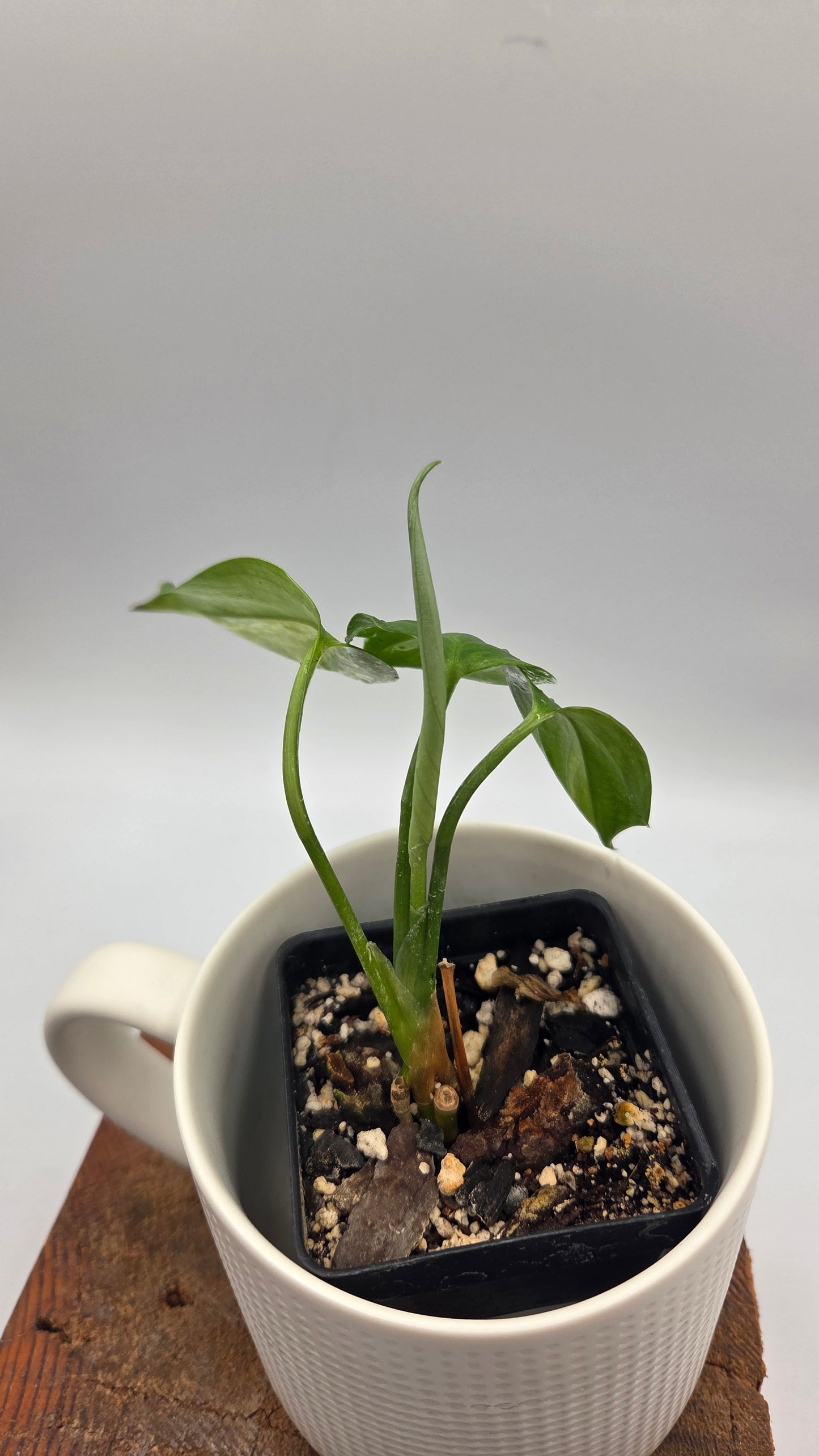 Scindapsus Blue Aurea(SCI-1508)