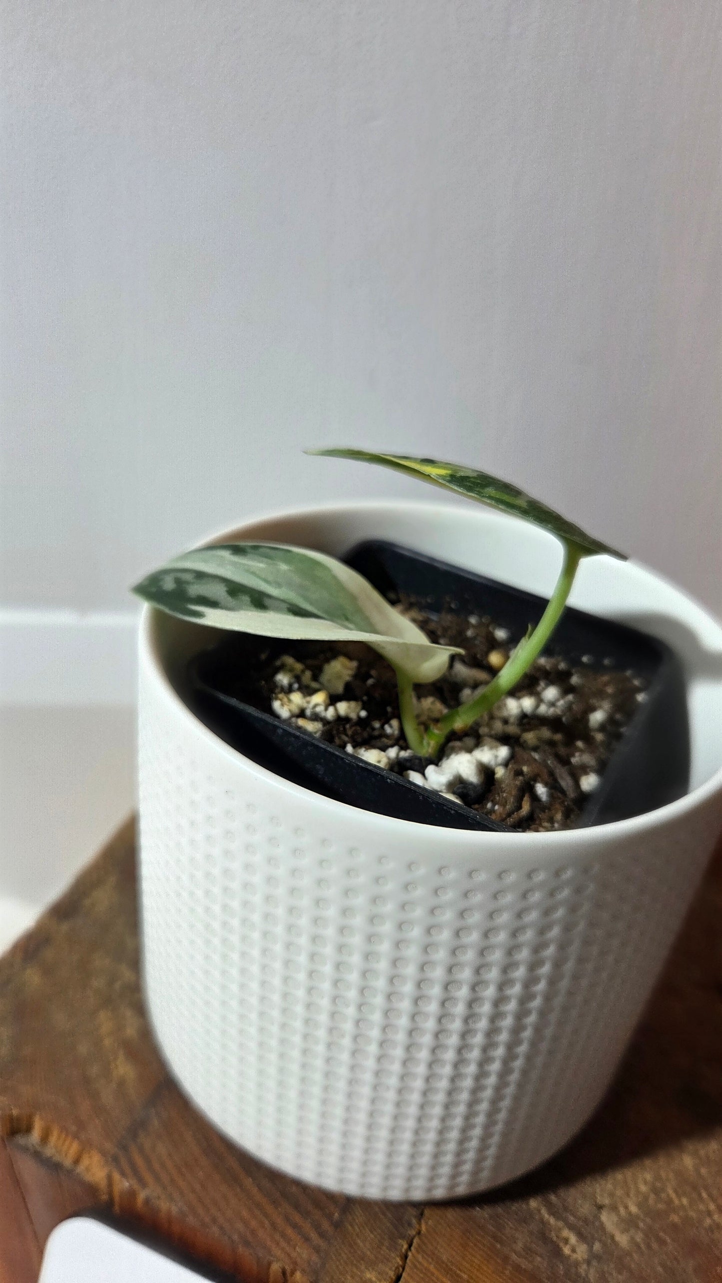 Scindapsus Mayari (SCI-1356)