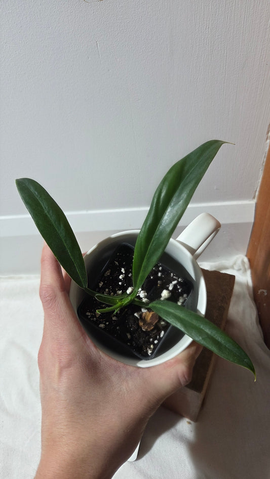 Philodendron Acutifolium (PHI-974)