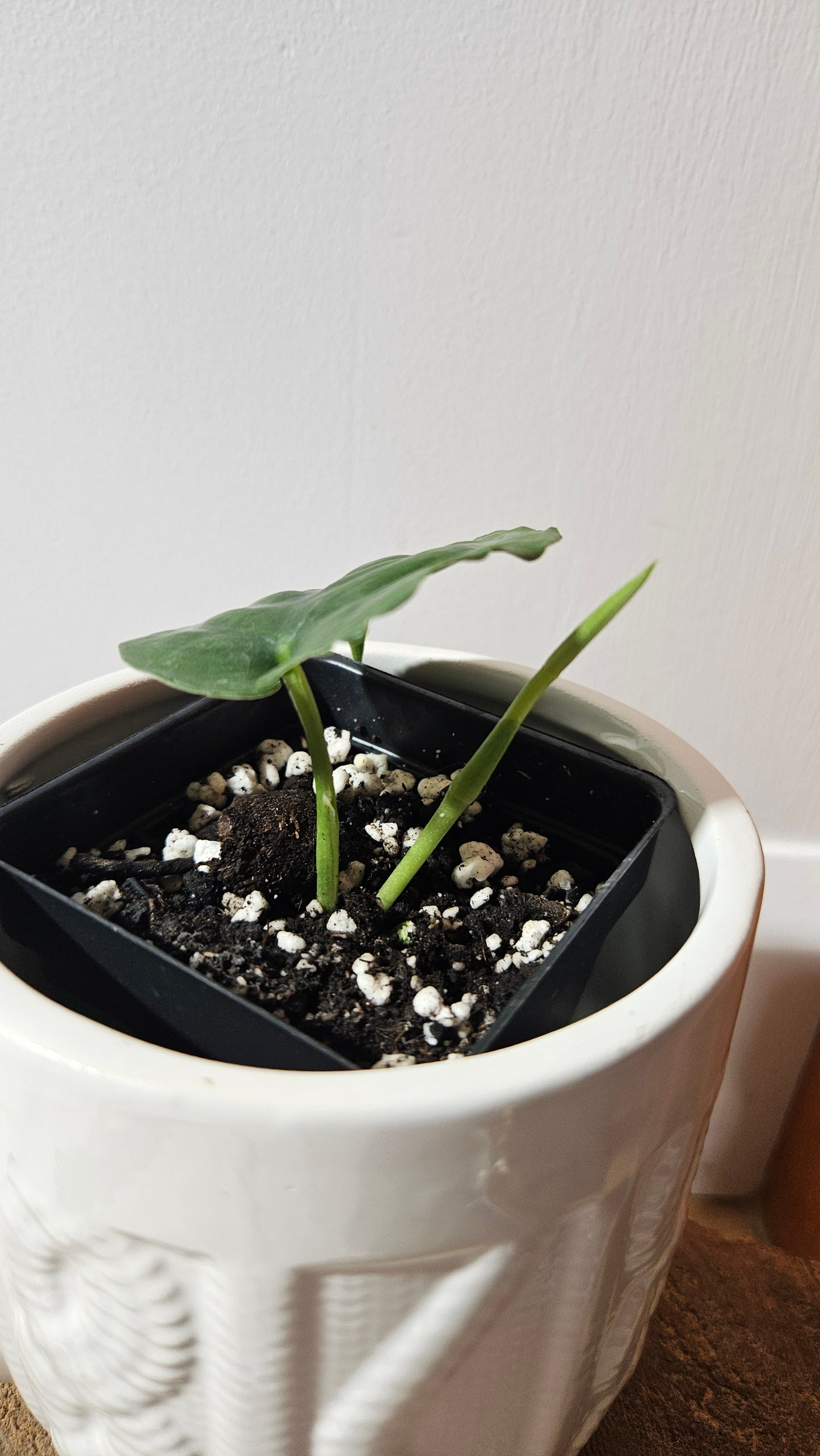 Scindapsus Lucens (SCI-1282)