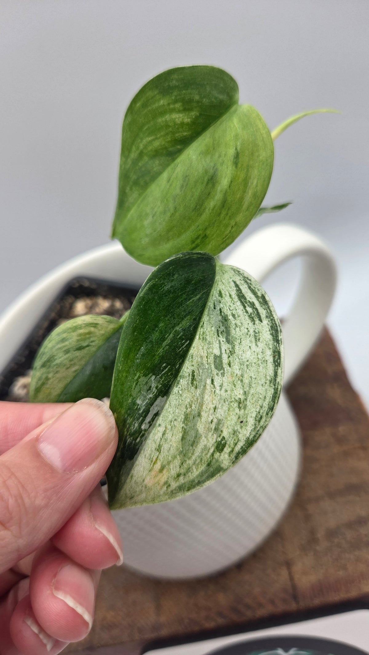 Scindapsus Blue Salaka Tricolore (SCI-807)