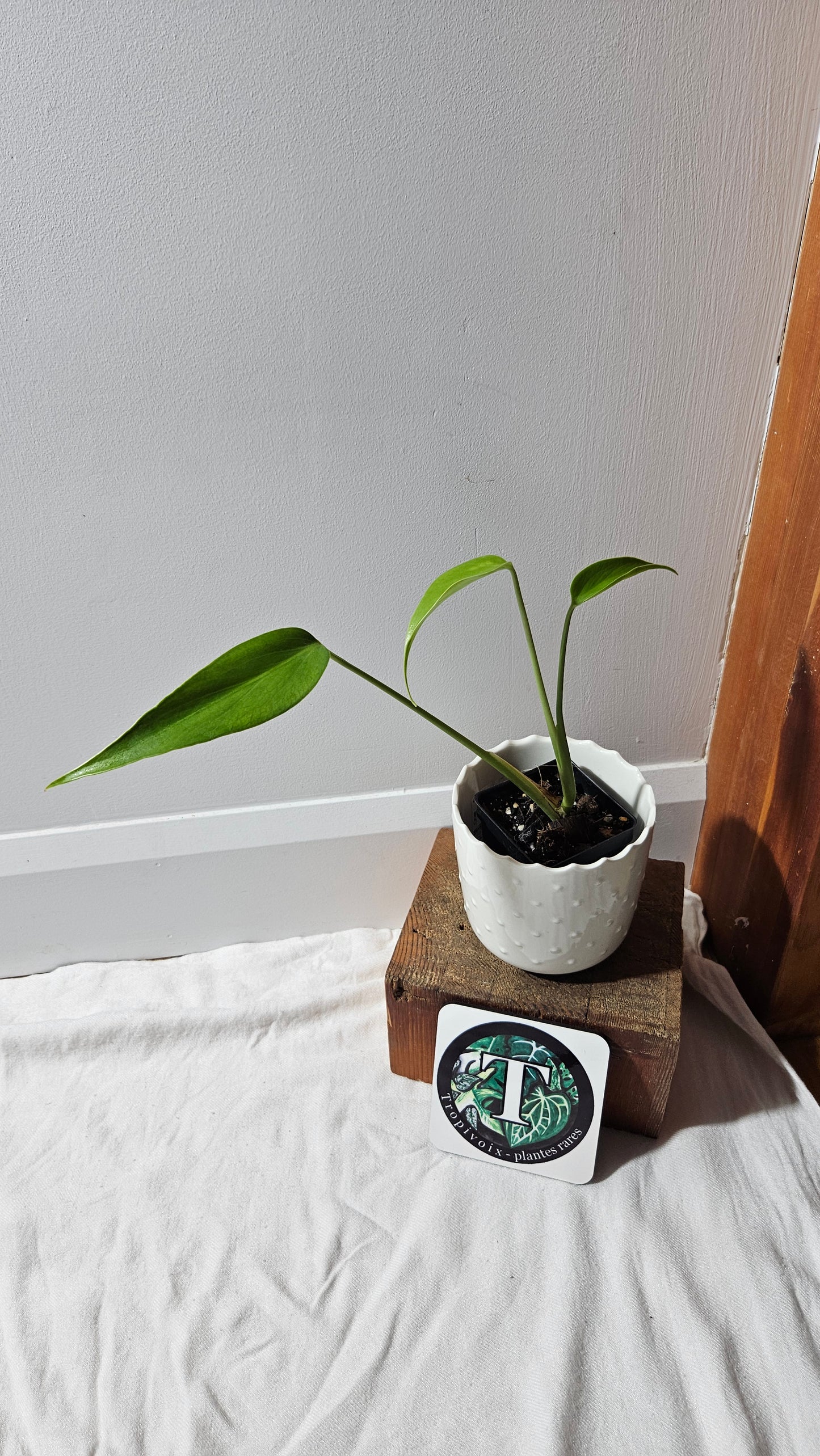 Monstera Burlemarx Flame/Dilacerata (MON-459)