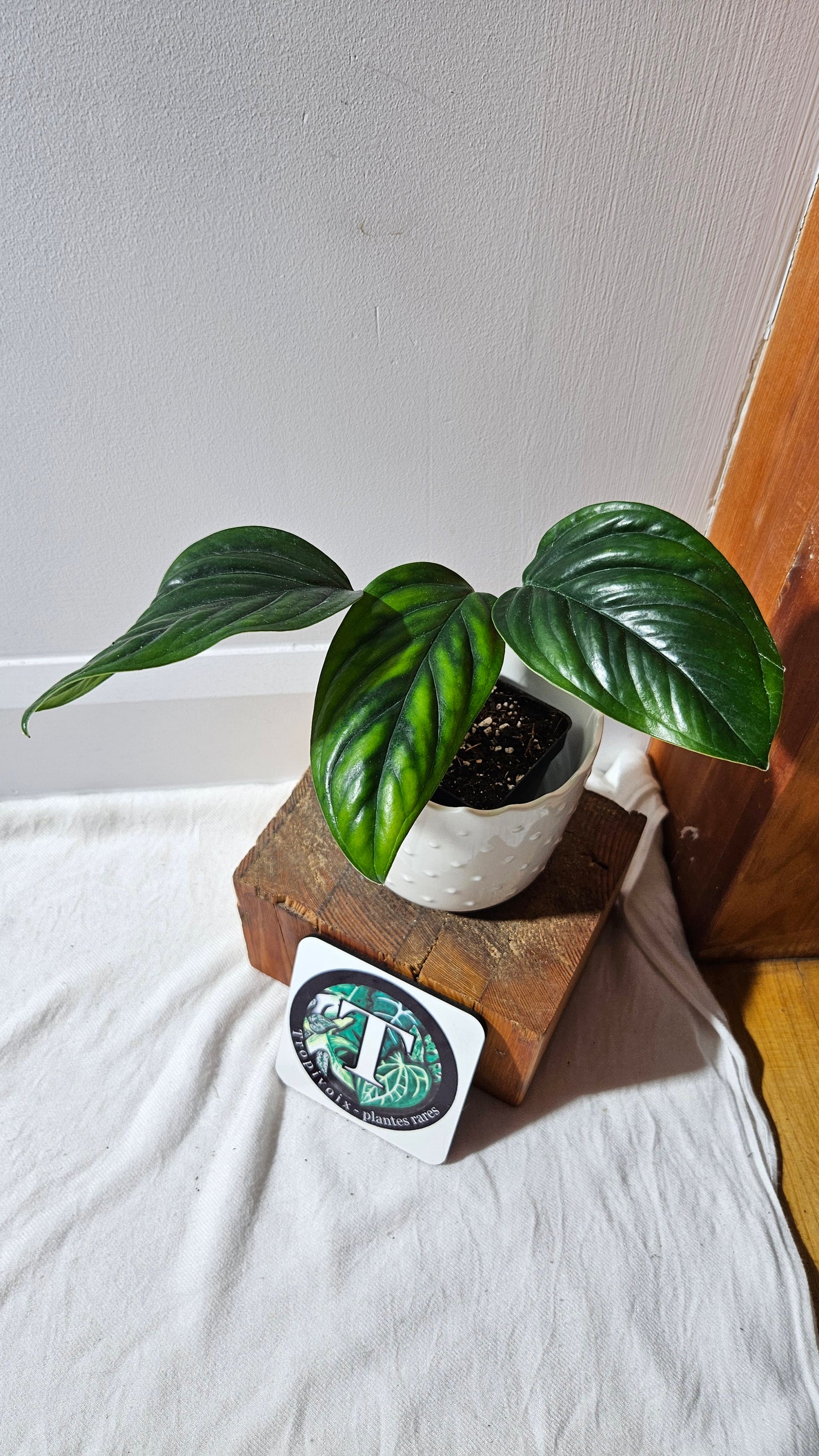Monstera Epipremnoides aff (MON-104)