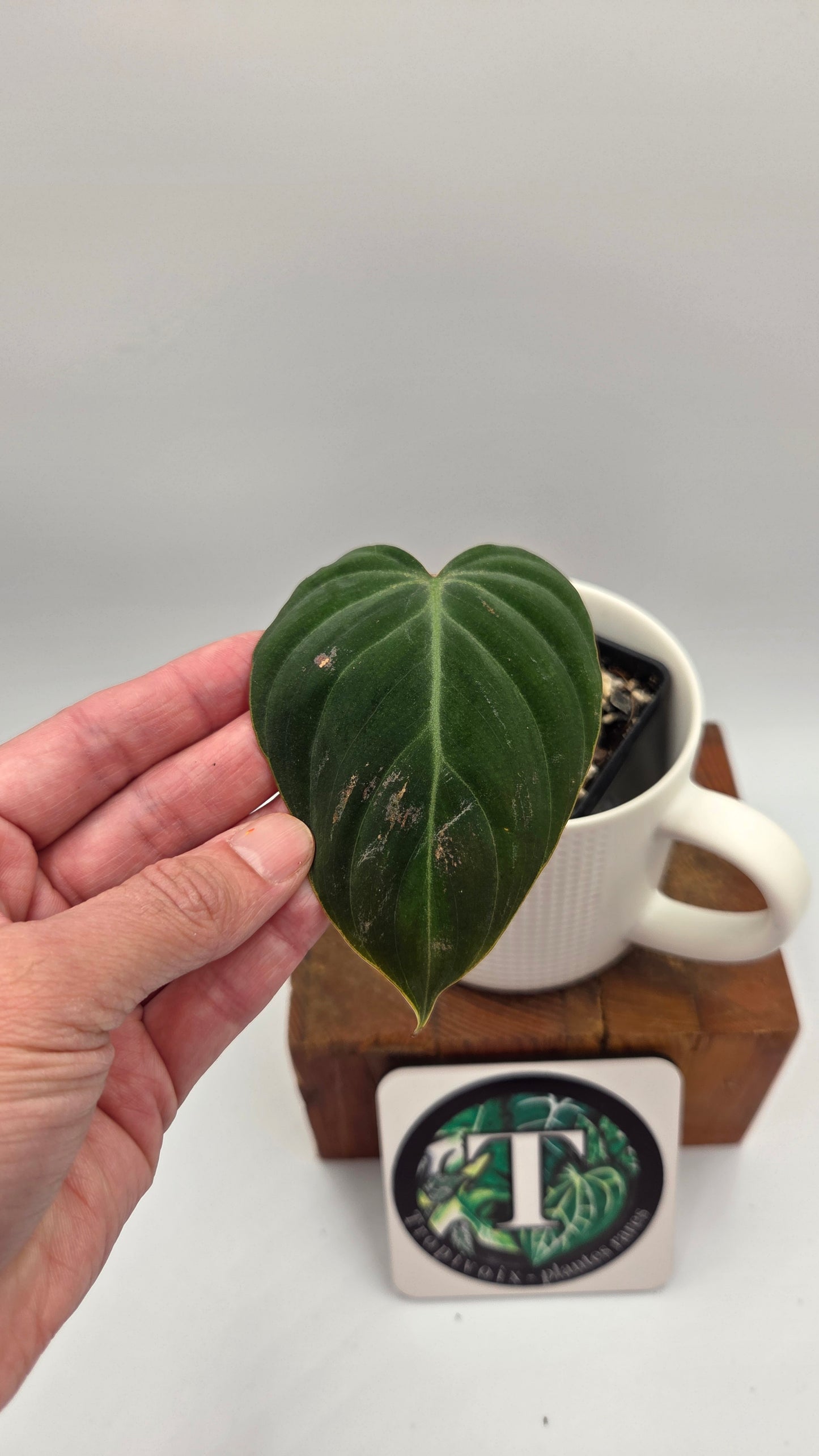 Philodendron Rubrijuvenile X Melanochrysum (PHI-888)