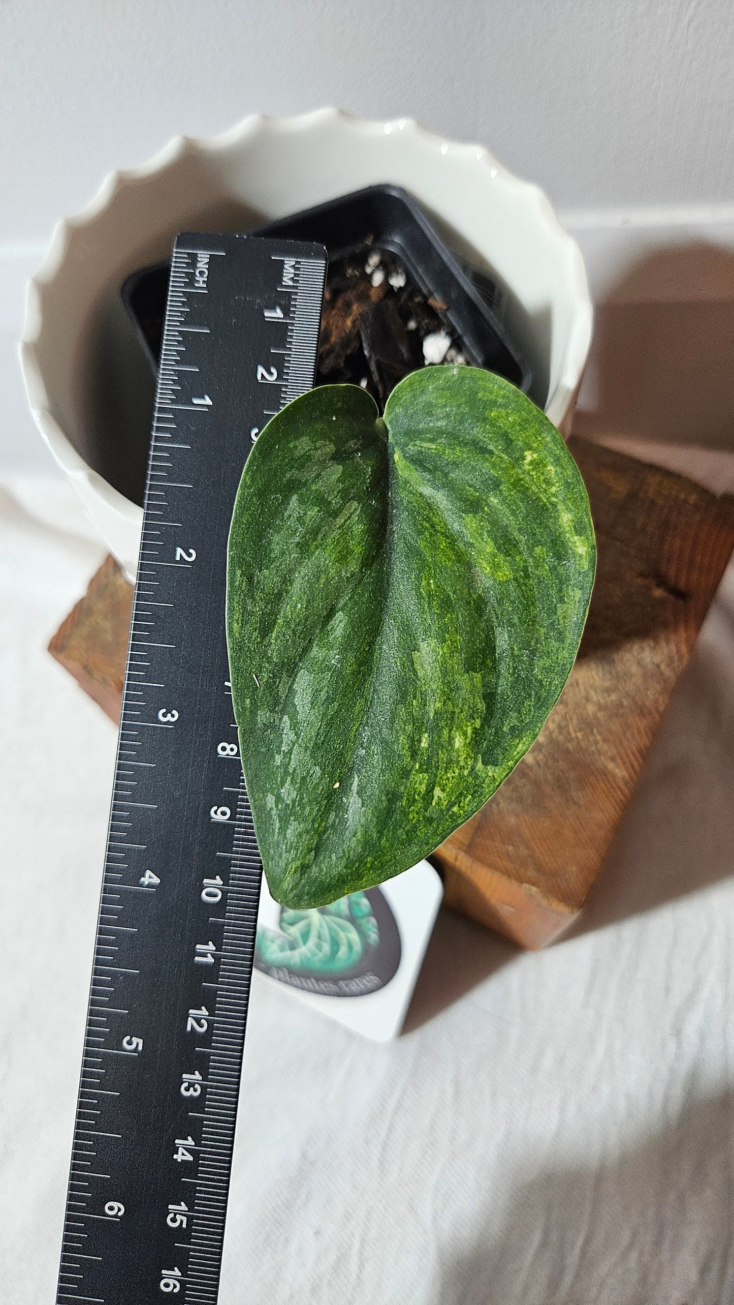 Scindapsus Exotica "Green on green" (SCI-985)