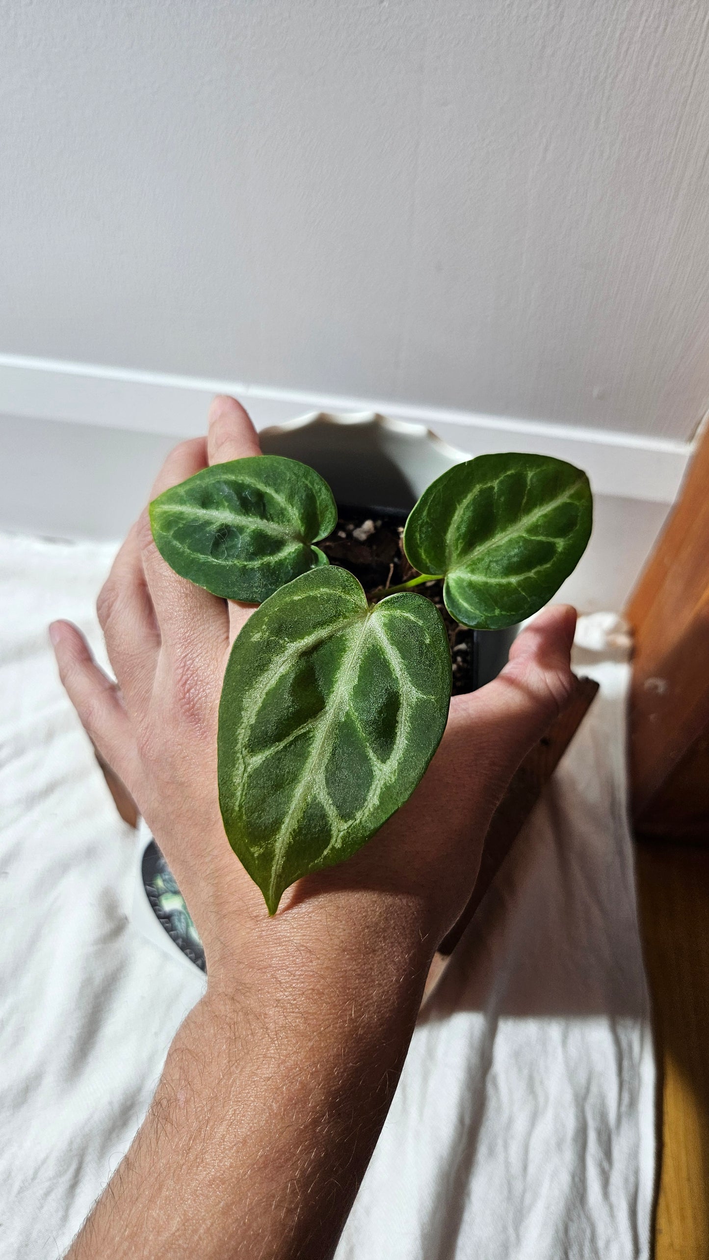 Anthurium  Crystallinum "format PETIT" (ANT-590)
