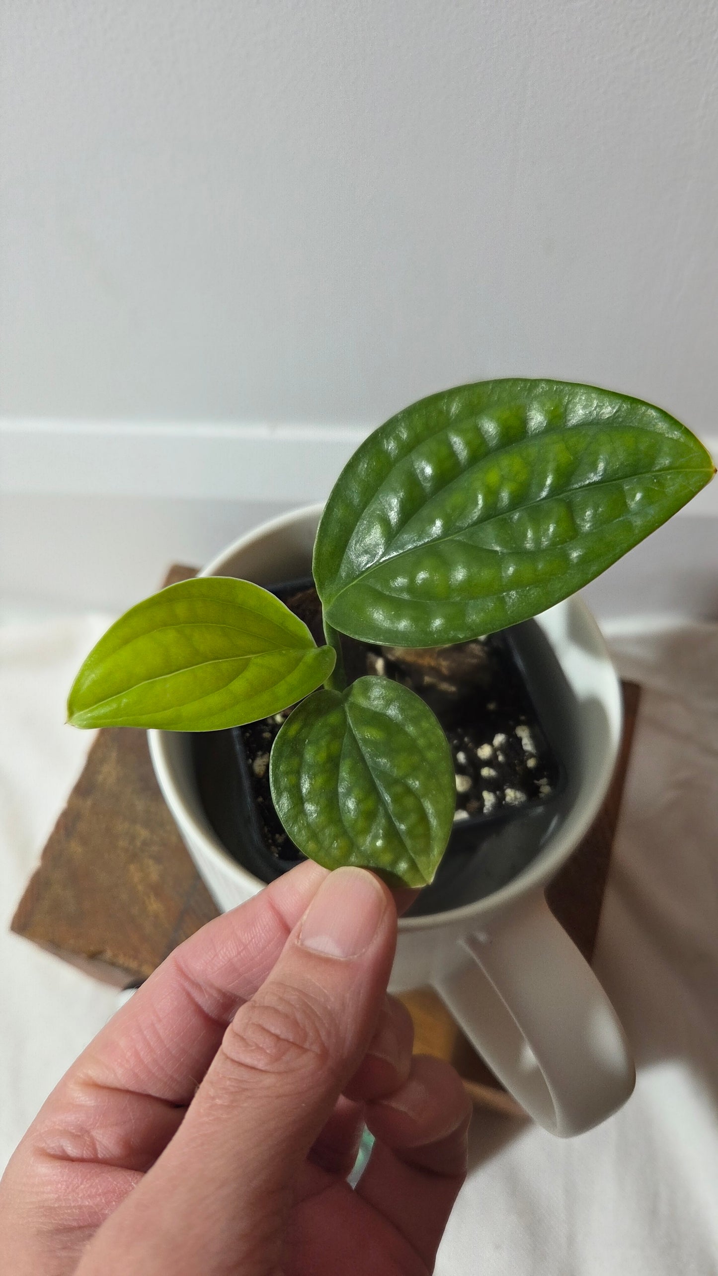 Monstera Karstenianum/Peru Variegata REVERT (MON-502)
