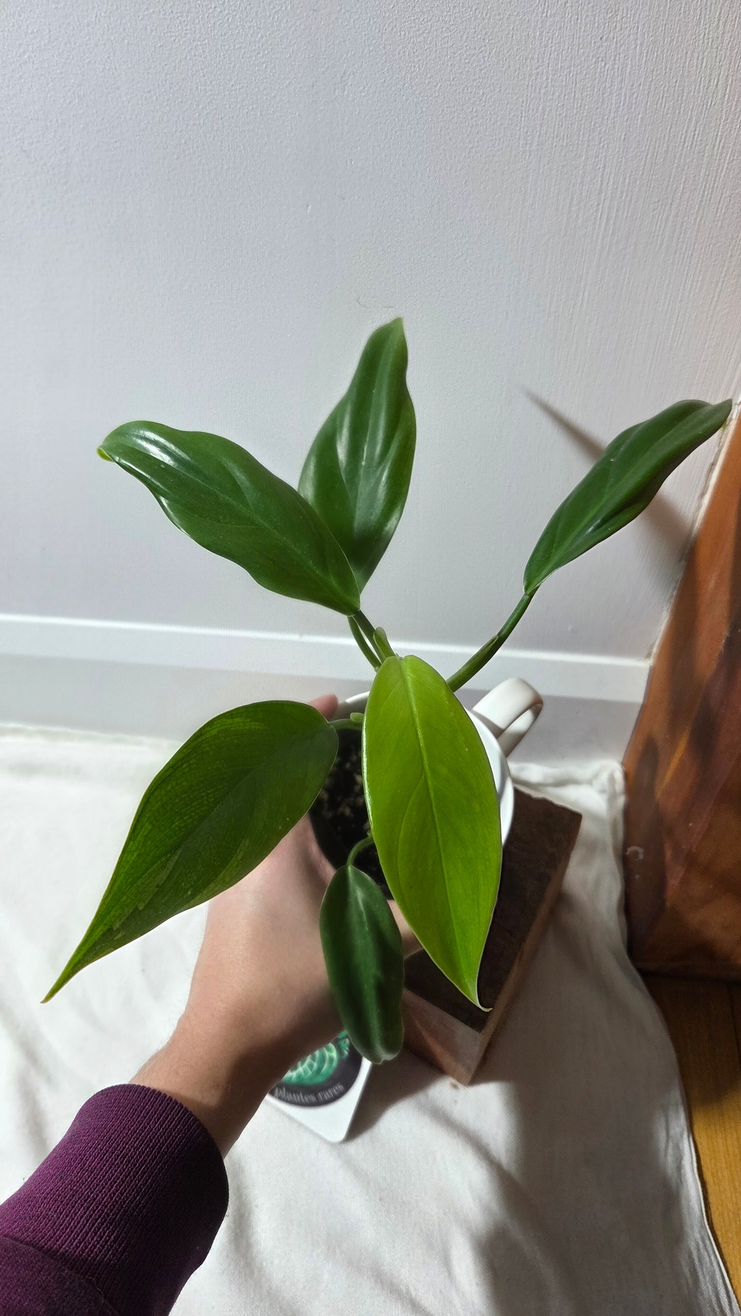 Philodendron Tripartitum (PHI-971)