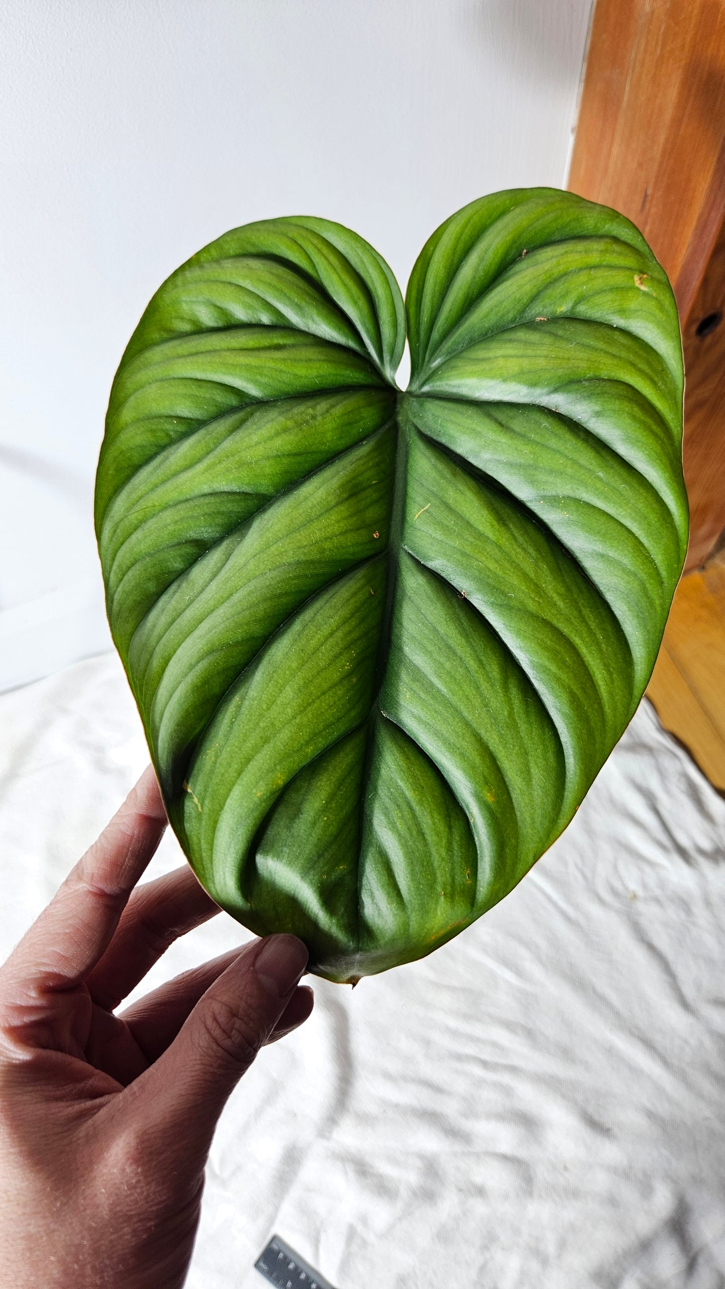 Philodendron Aff Colombia (PHI-640)