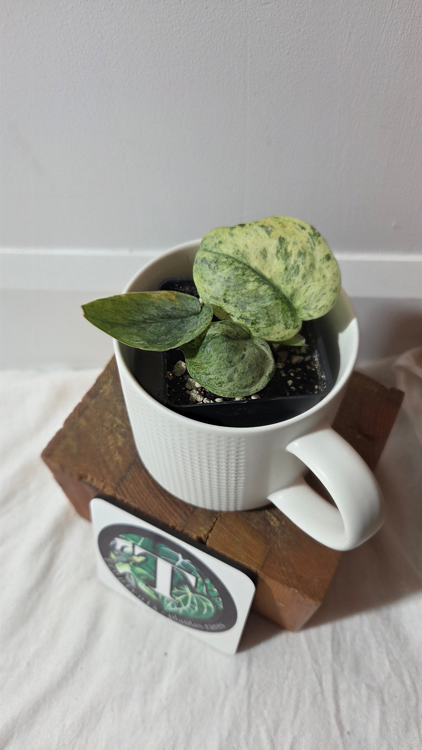 Scindapsus Black Dragon Variegata (SCI-1415)