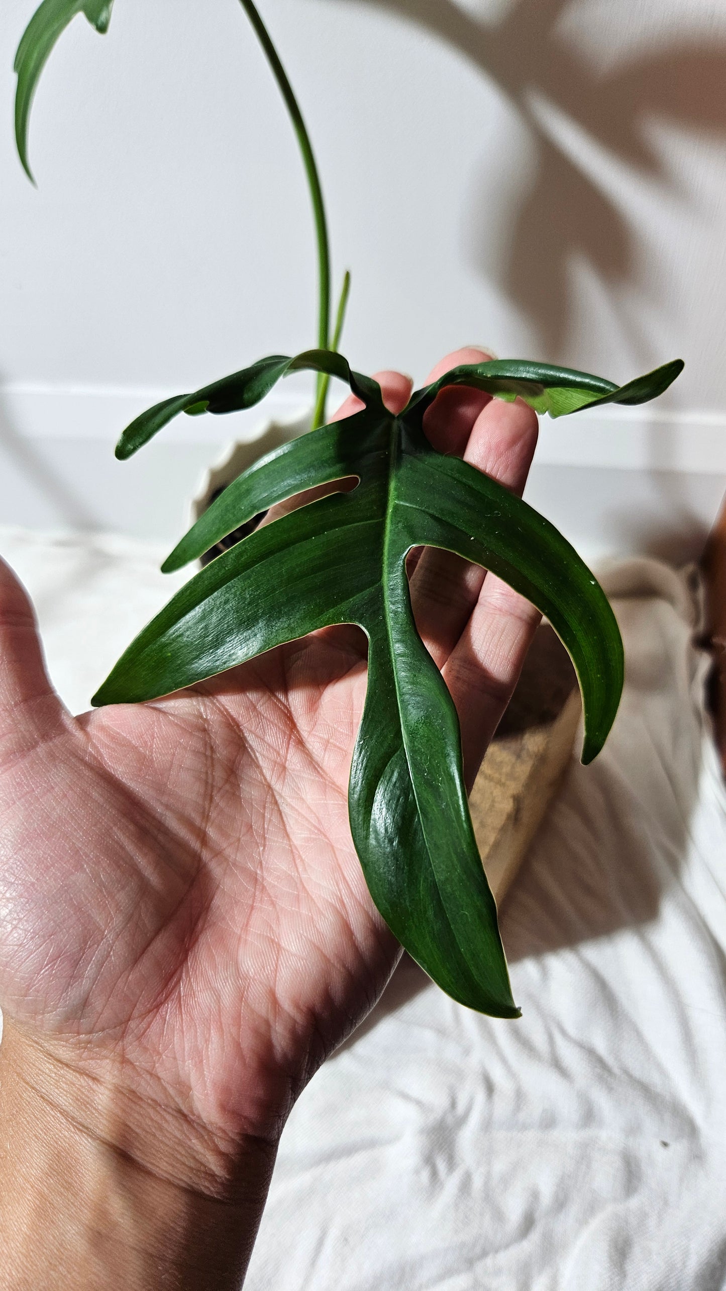 Philodendron Gladhands (PHI-546)