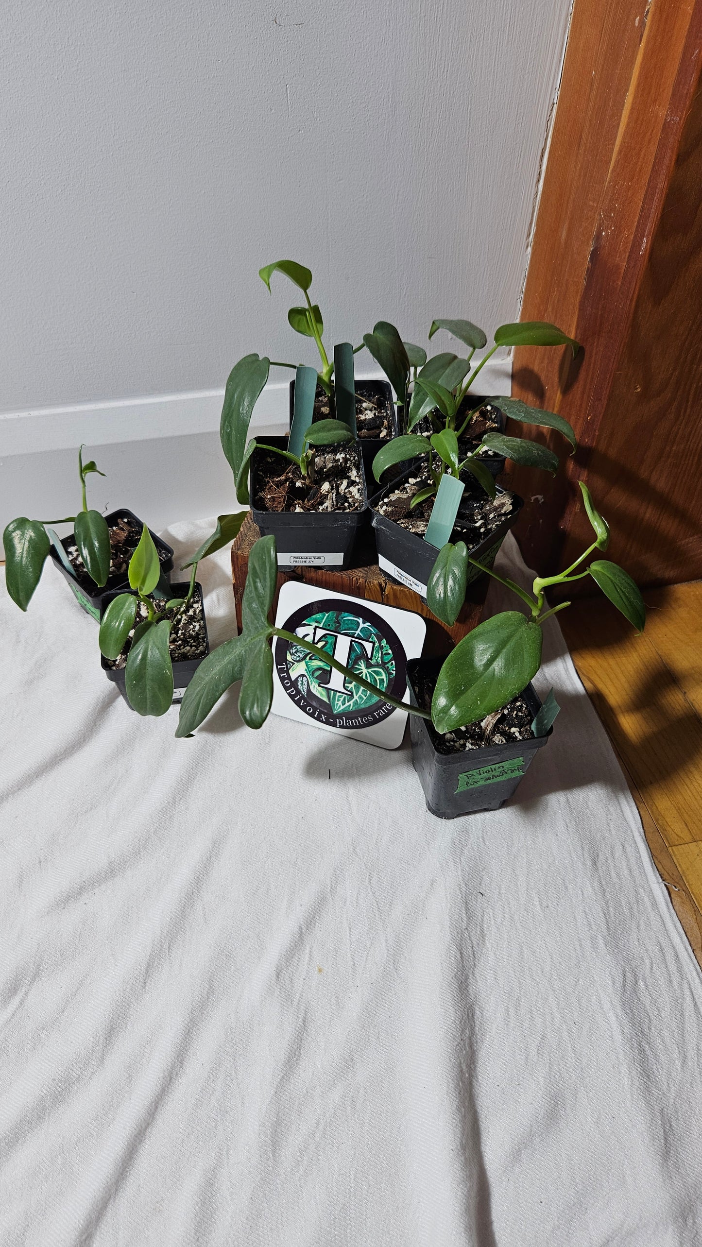 "FREEBIE 226 " (avec achat de 40$ avant taxes) Philodendron Violin       1 FREEBIE /PERSONNE
