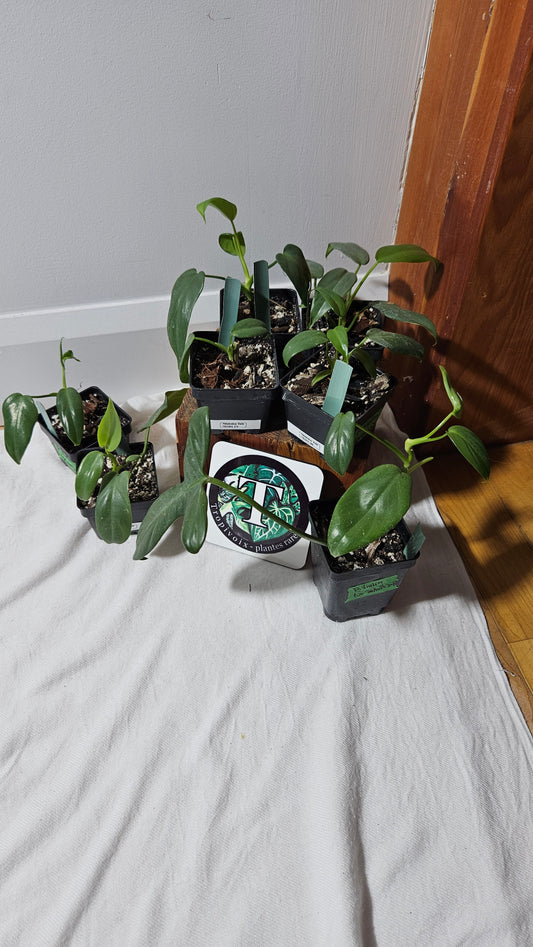 "FREEBIE 226 " (avec achat de 40$ avant taxes) Philodendron Violin       1 FREEBIE /PERSONNE