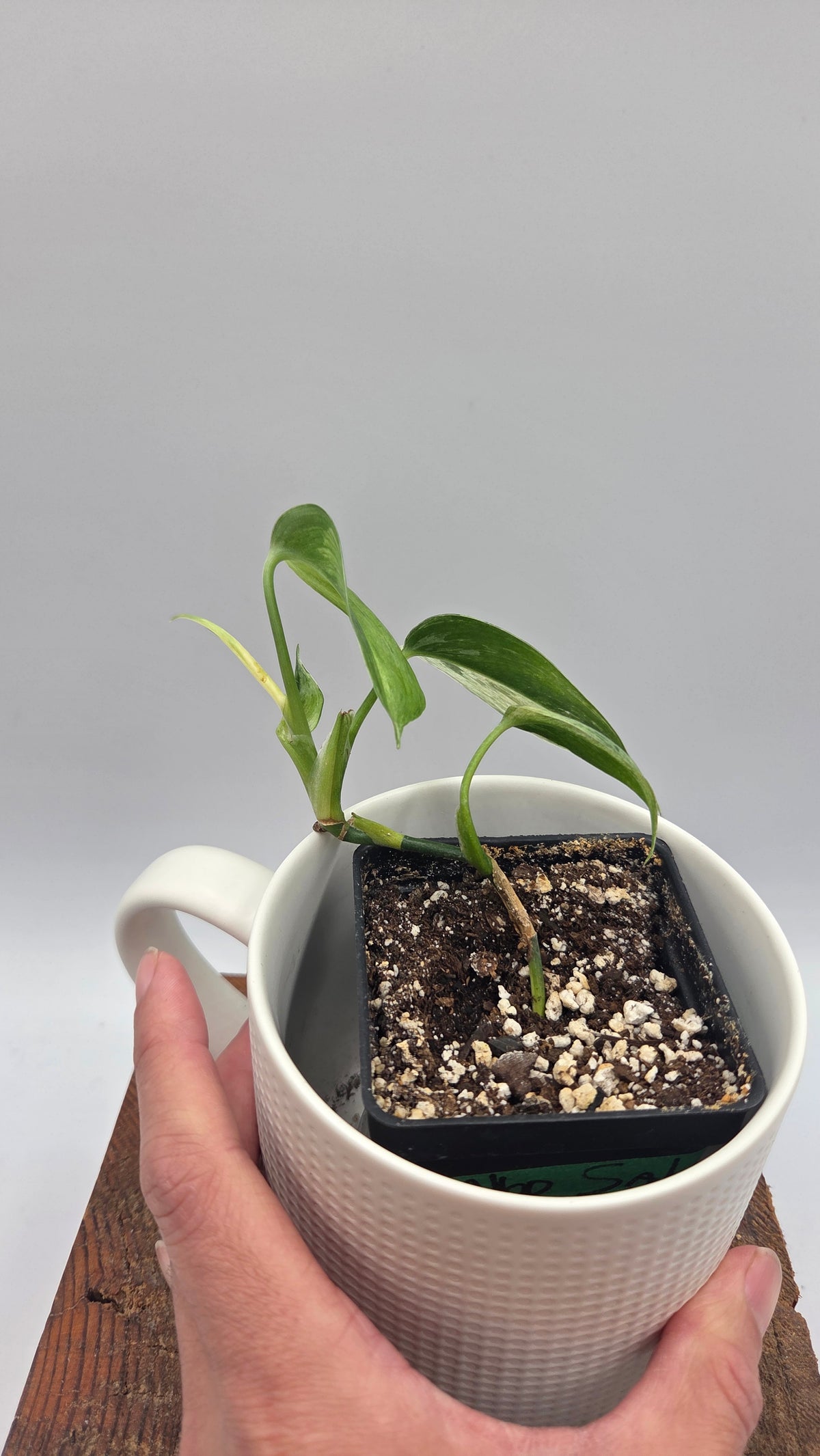 Scindapsus Blue Salaka Tricolore (SCI-807)
