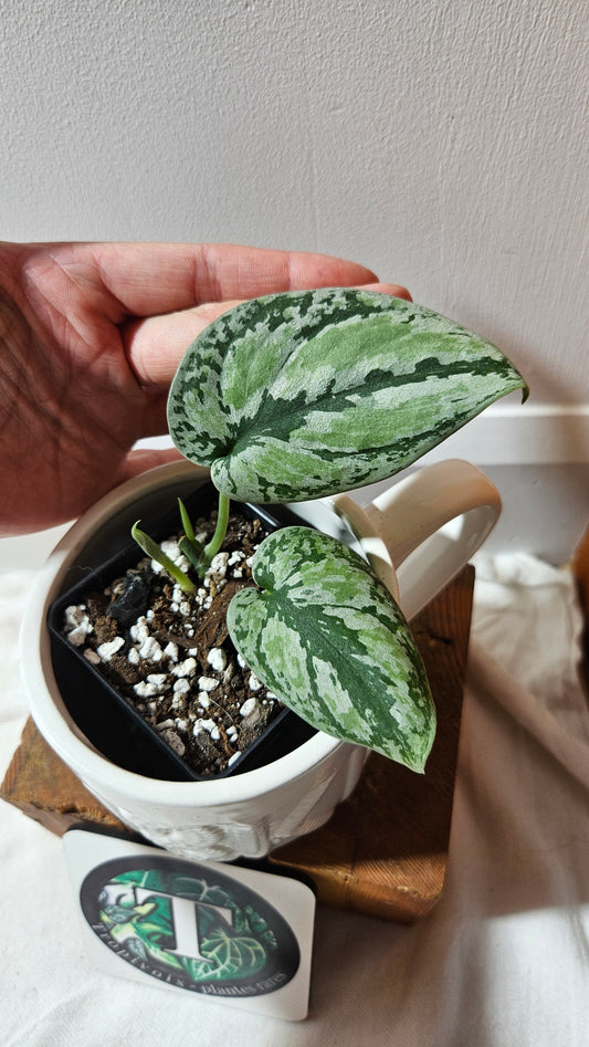 Scindapsus Tricolore silver Platinum (SCI-1232)