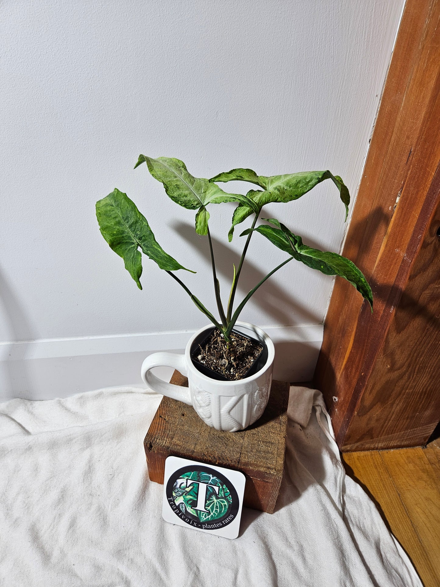 Syngonium Green Flecked (SYN-233)