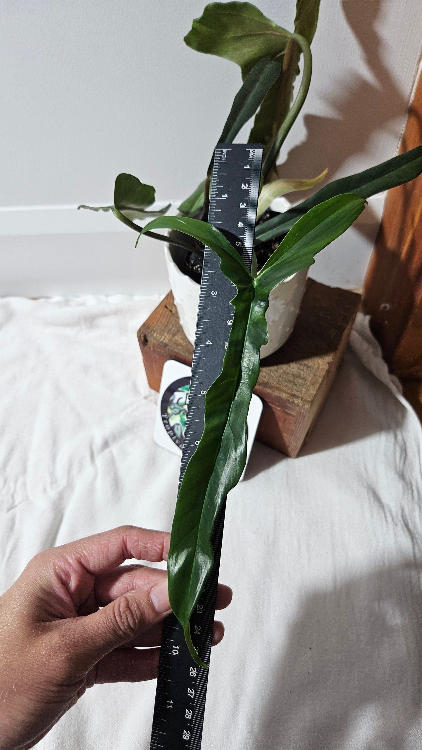 Philodendron Lavinia /(Paloraense cf X Tortum) (PHI-934)