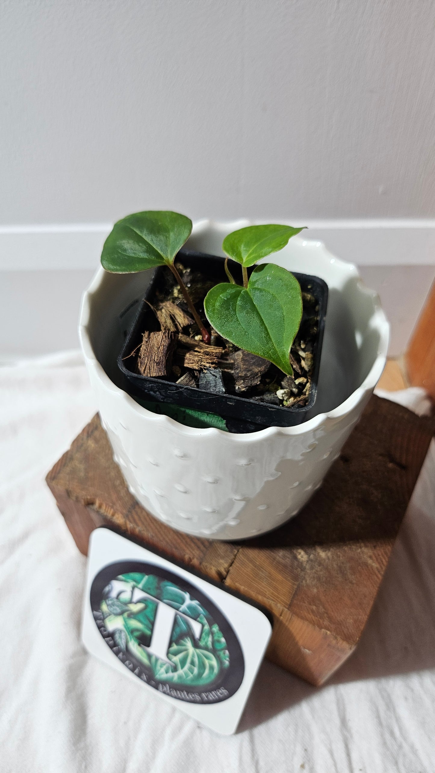 Anthurium Dressleri × Blue Papillilaminum "format SEEDLING" (ANT-621)
