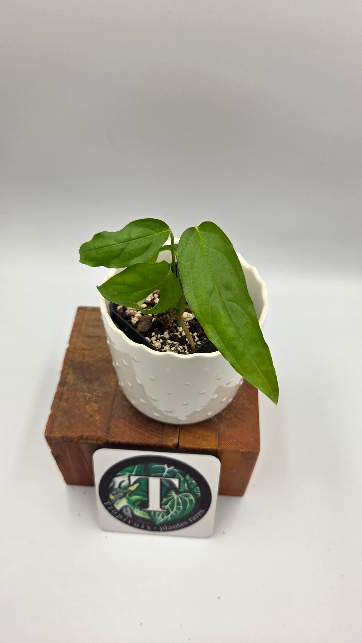 Monstera Obliqua Aff Amazonas (MON-558)