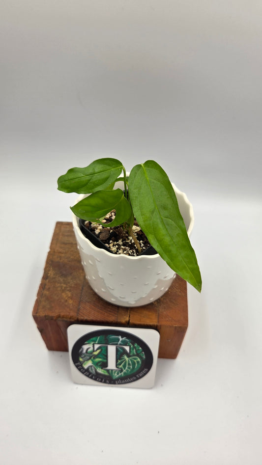 Monstera Obliqua Aff Amazonas (MON-558)