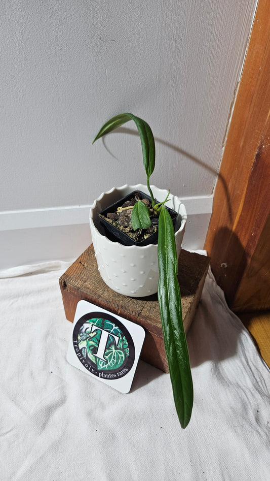 Anthurium Ceronii Aff "format PETIT"(ANT-446)