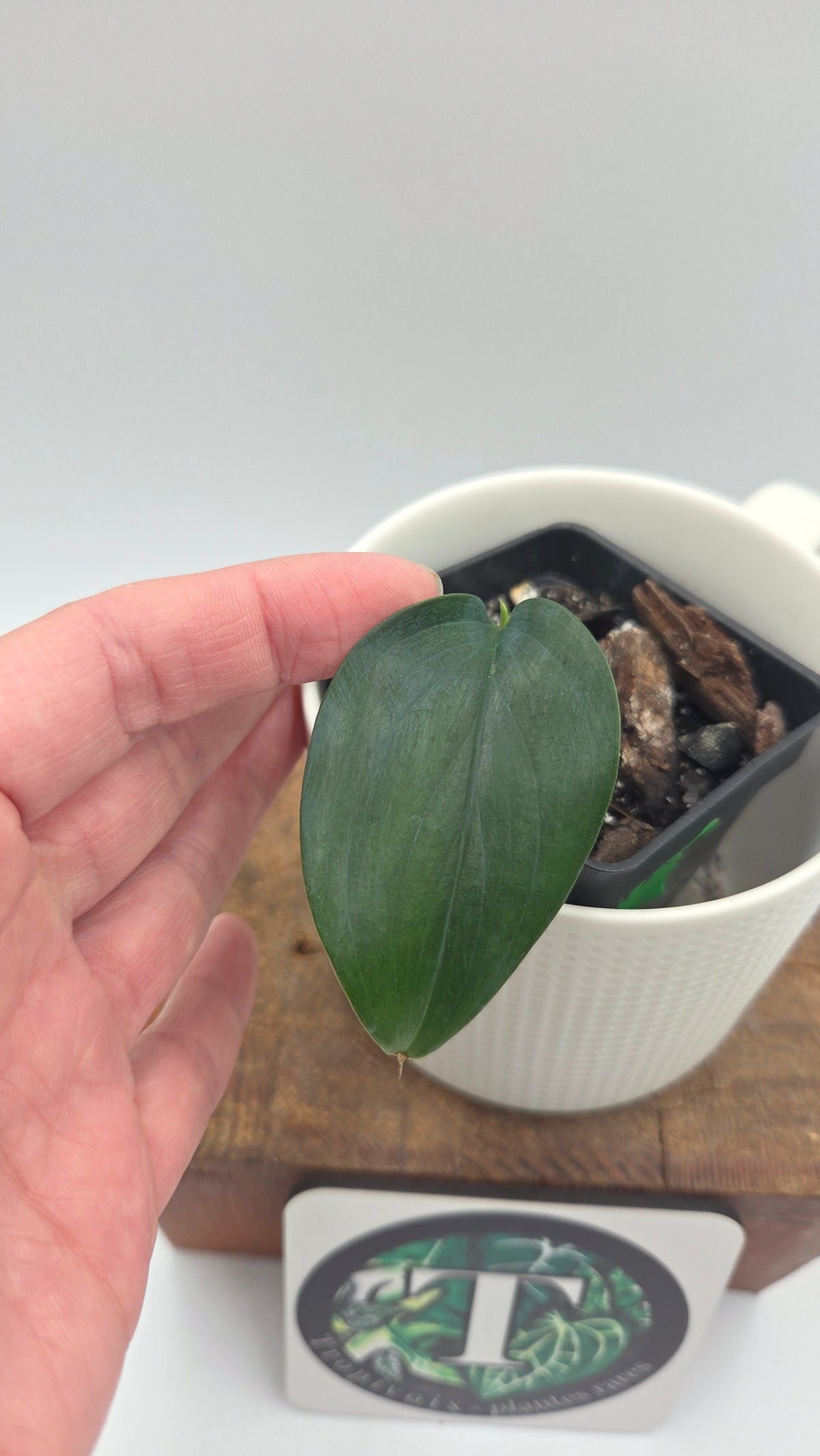 Scindapsus Hederaceus Blue  (SCI-1514)