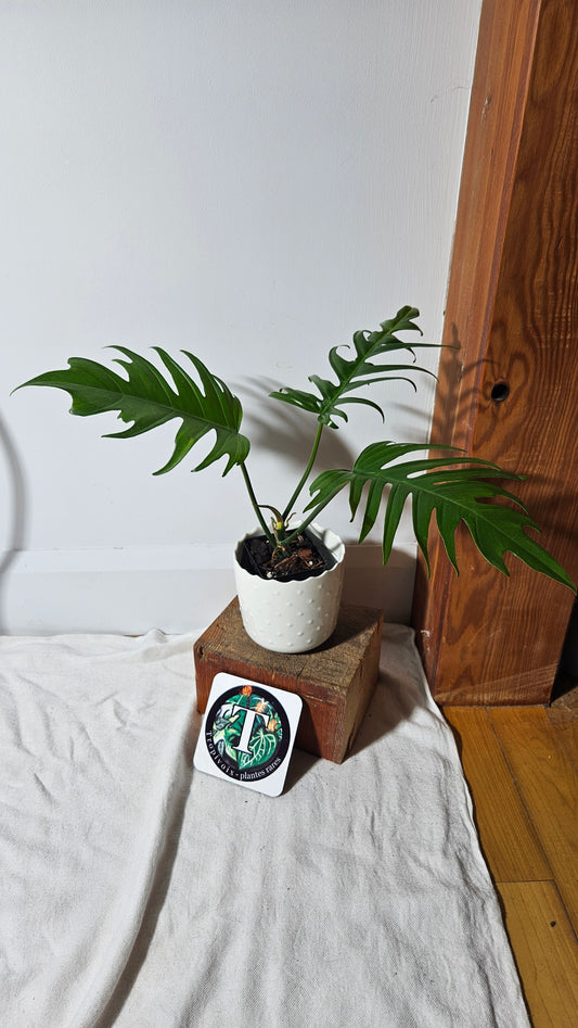 Philodendron Florida Beauty X Tortum REVERT(PHI-663)