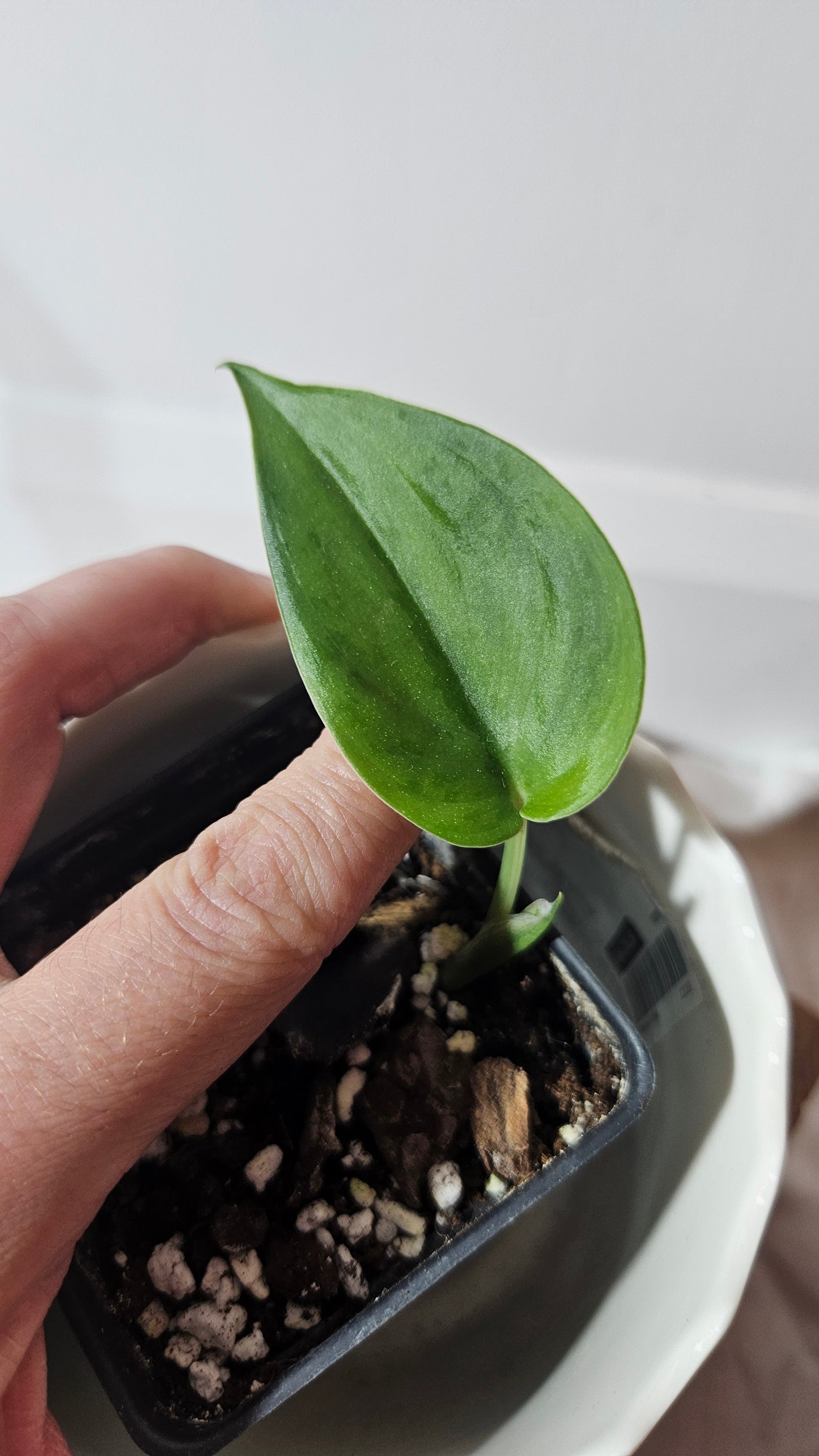 Scindapsus Green Army (SCI-965)