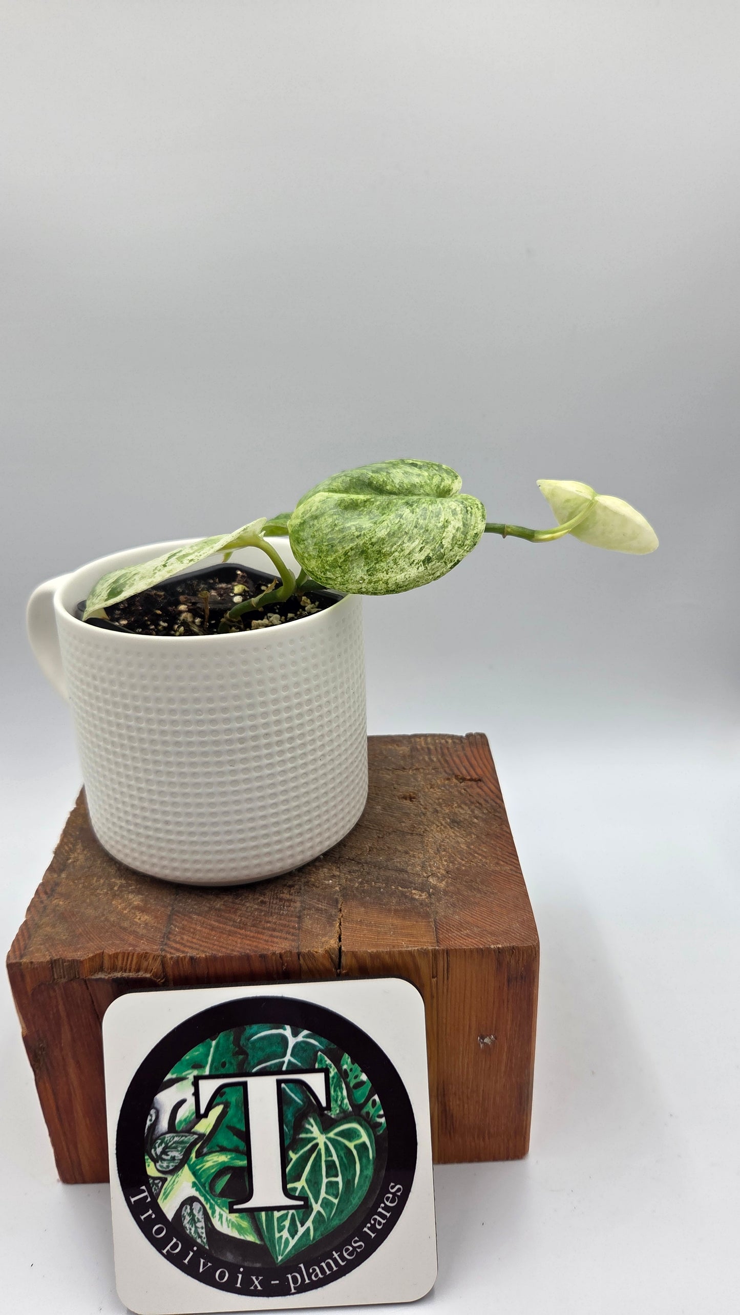 Scindapsus Black Dragon Variegata (SCI-857)