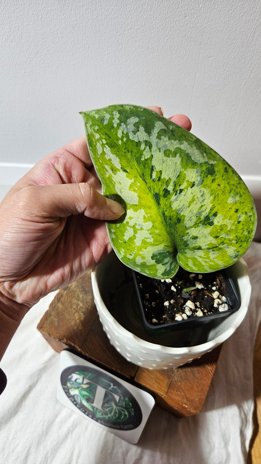 Scindapsus Medallion (SCI-1338)