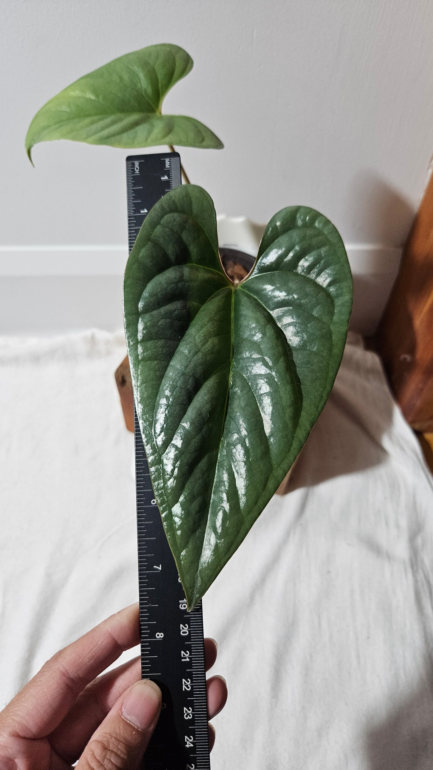 Anthurium Salgarense aff Silver Peru"format MOYEN" (ANT-219)