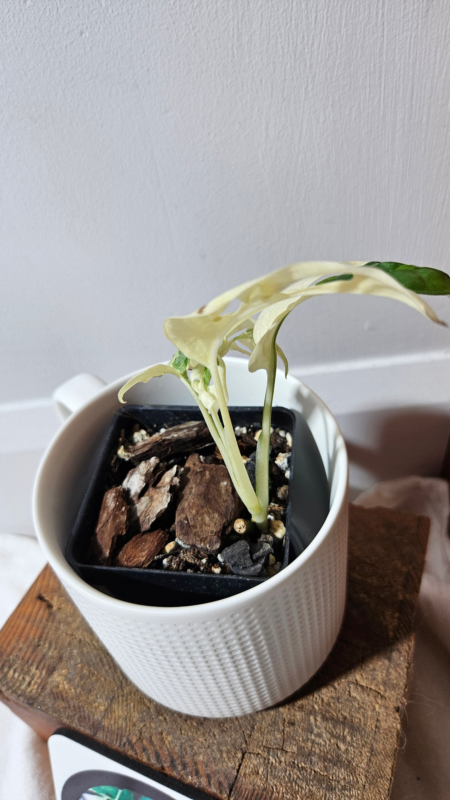 Monstera Andasonii Tricolore (MON-334)