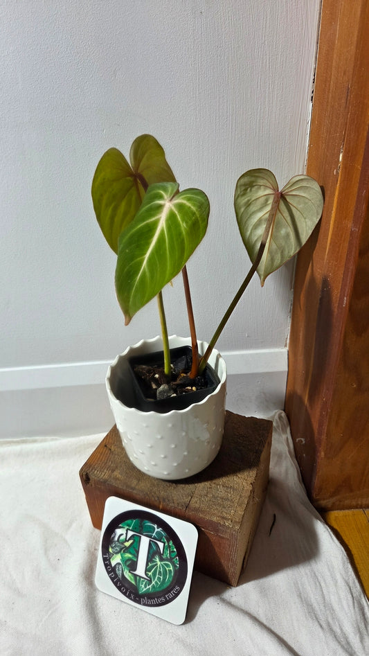 Philodendron Gloriosum (PHI-697)